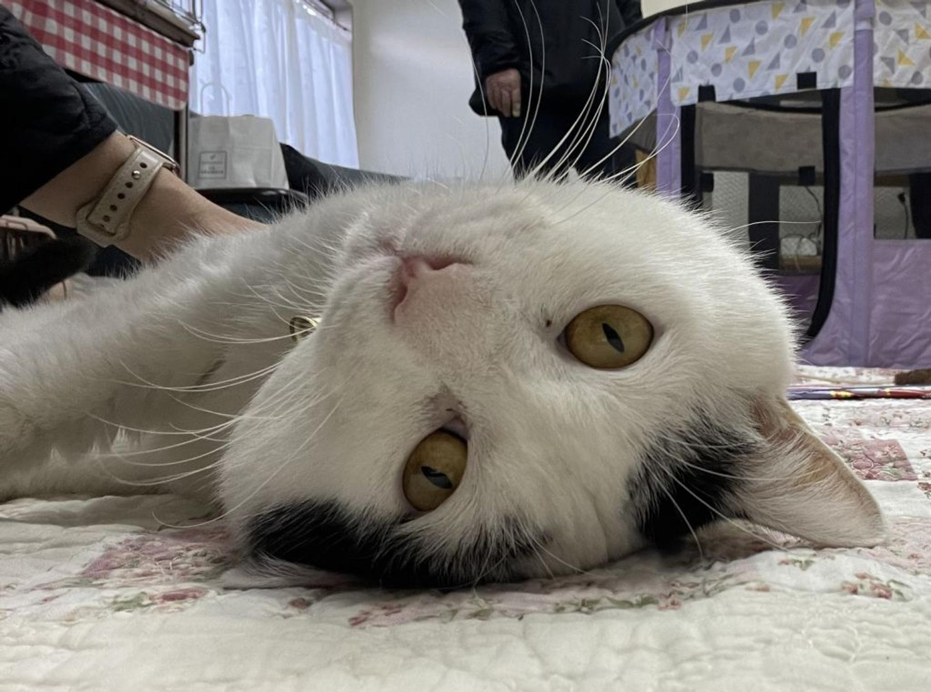 pet-image-3
