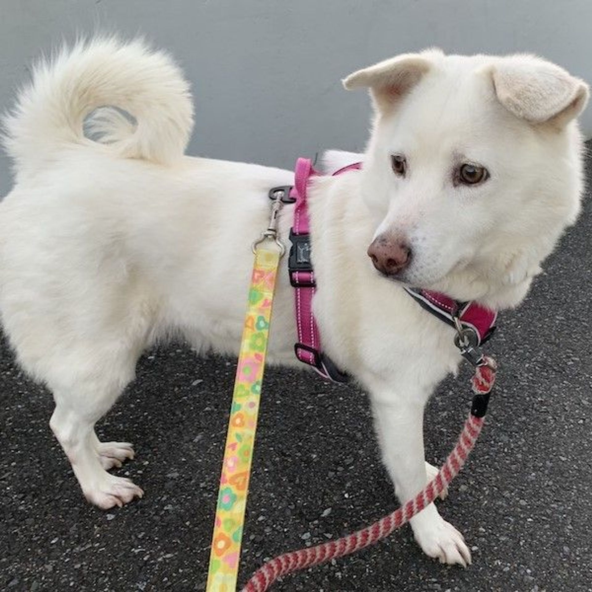 雑種（ミックス犬）・メスの里親募集の写真