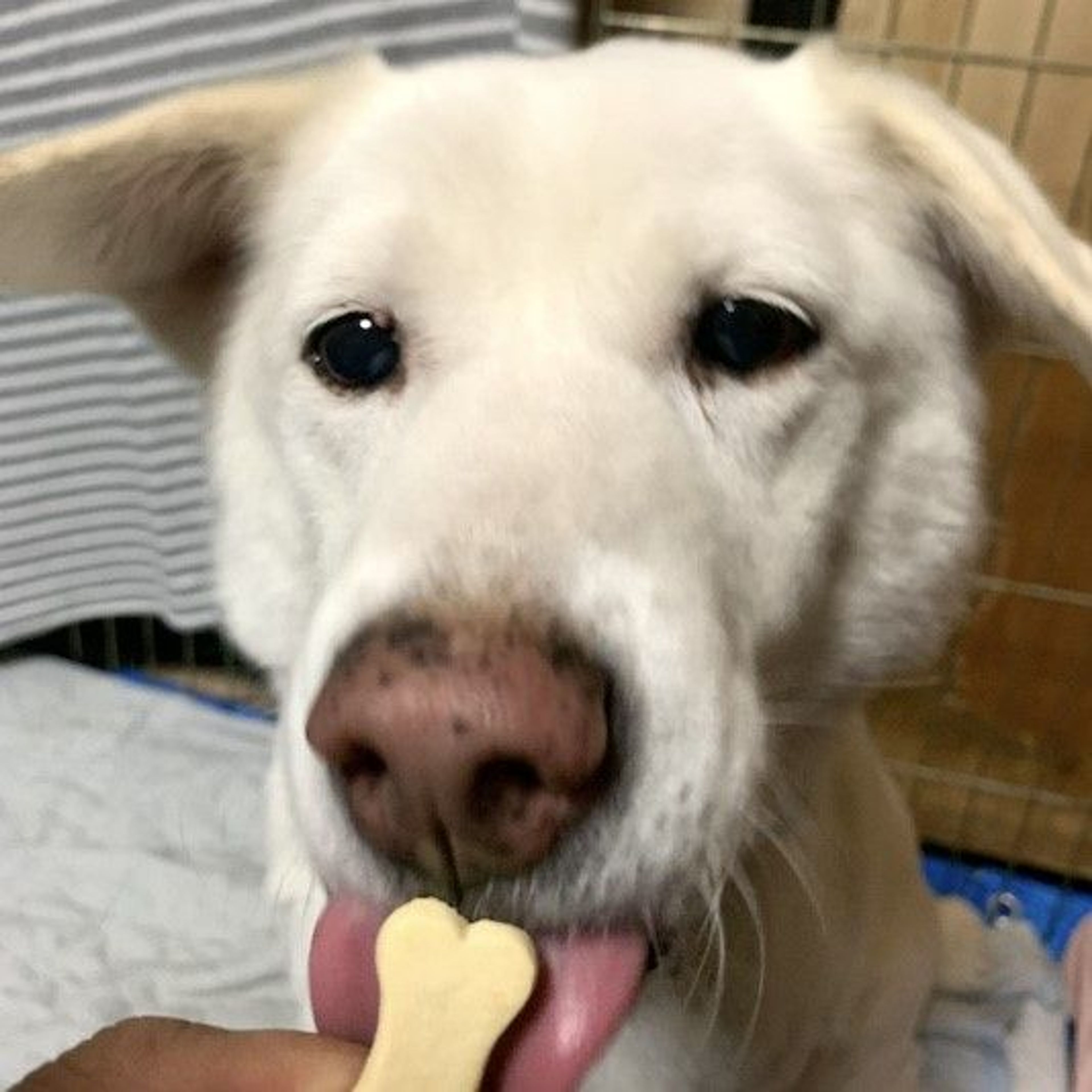 pet-image-2