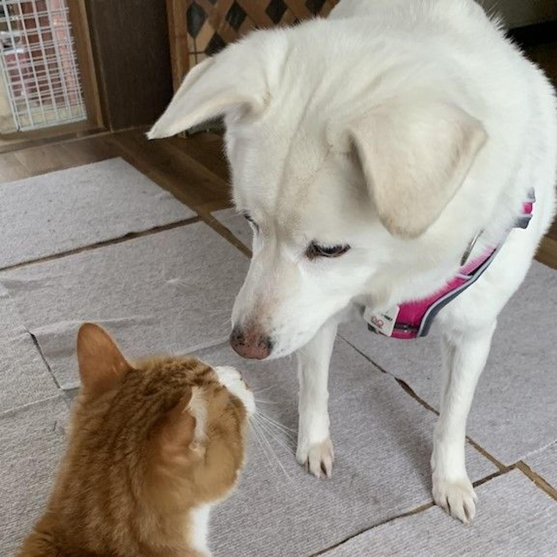 pet-image-3