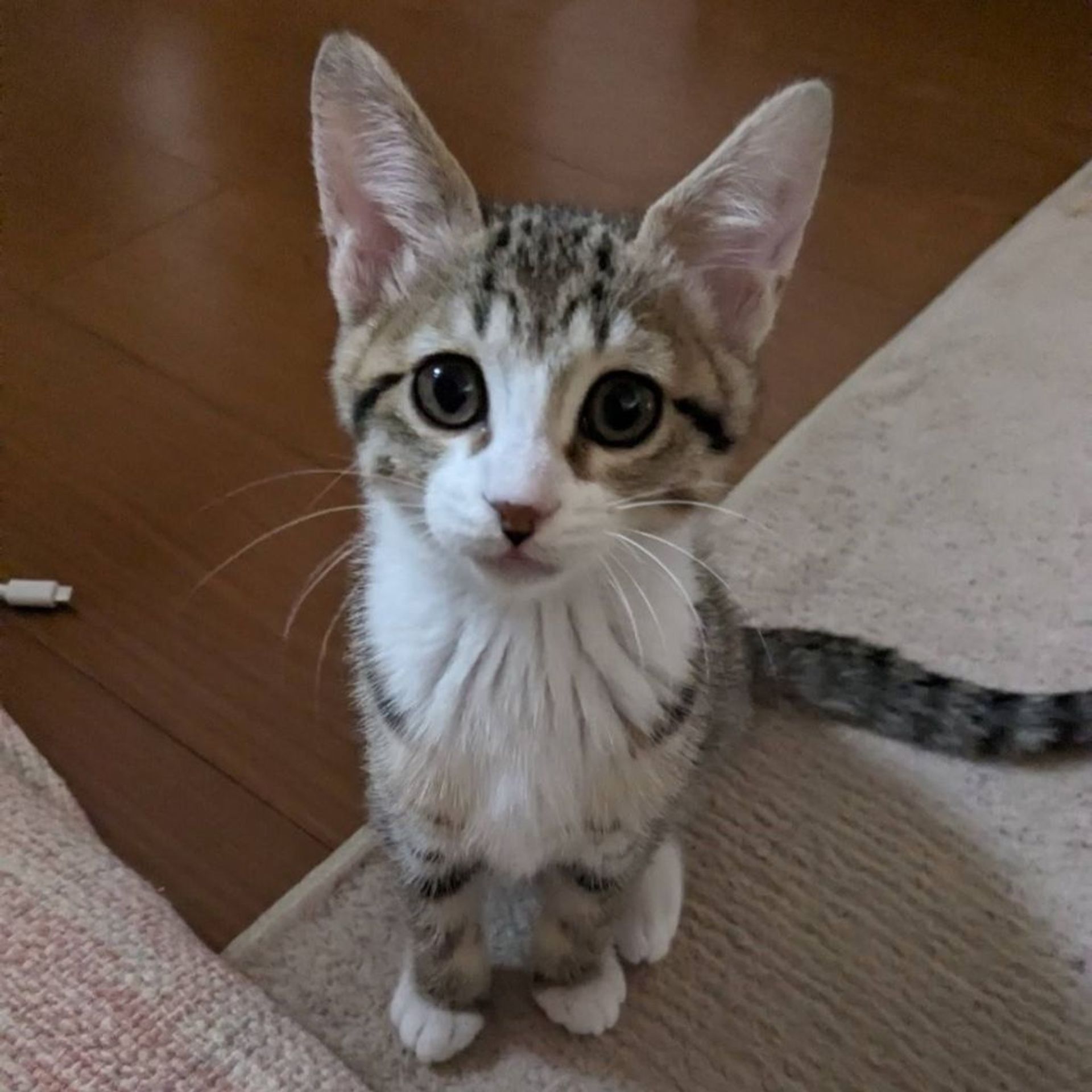 雑種（ミックス猫）・メスの里親募集の写真