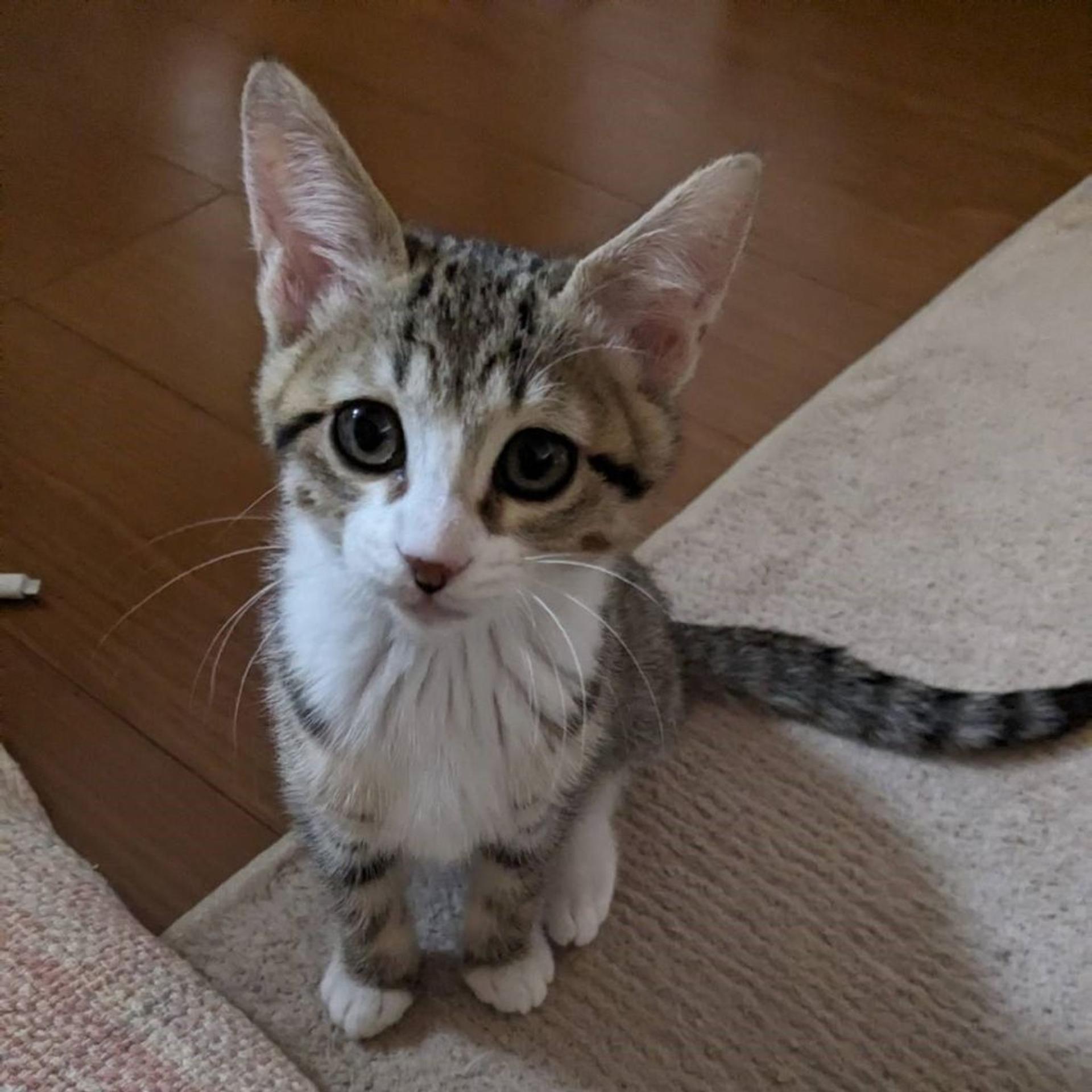 pet-image-4