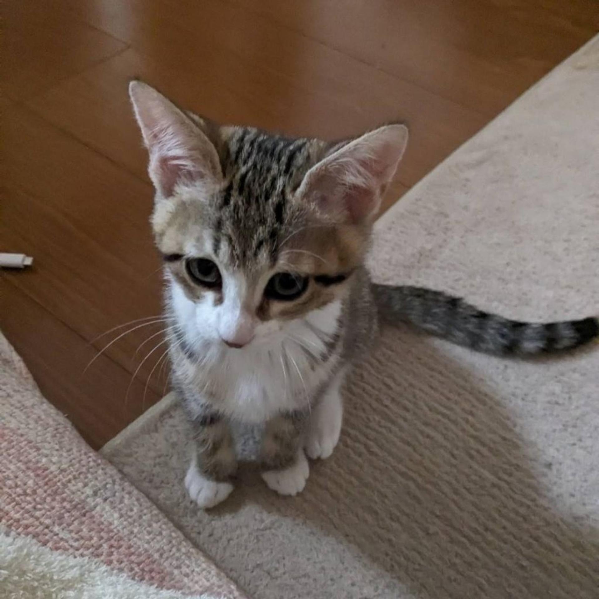 pet-image-5
