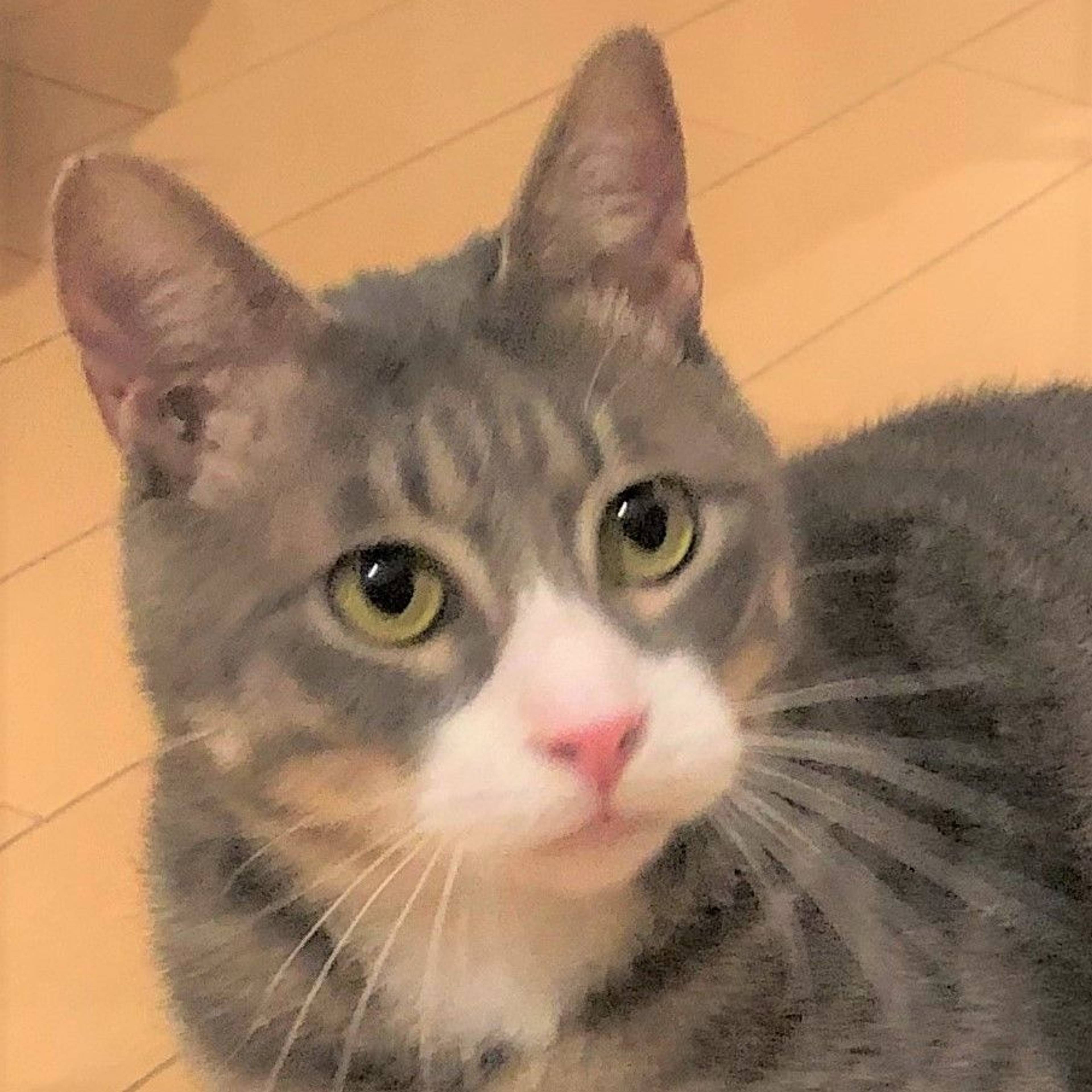 雑種（ミックス猫）・オスの里親募集の写真