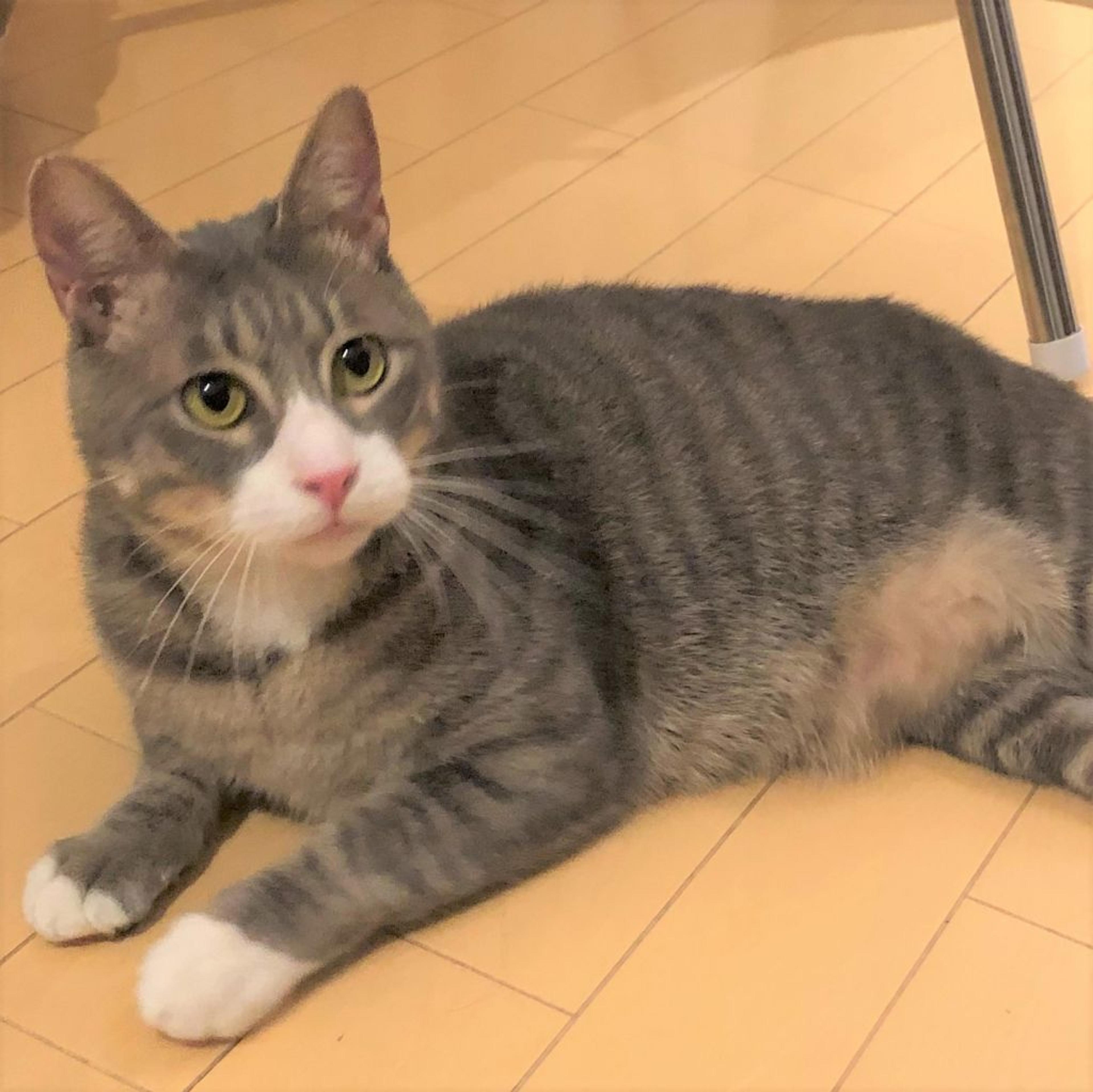 pet-image-2