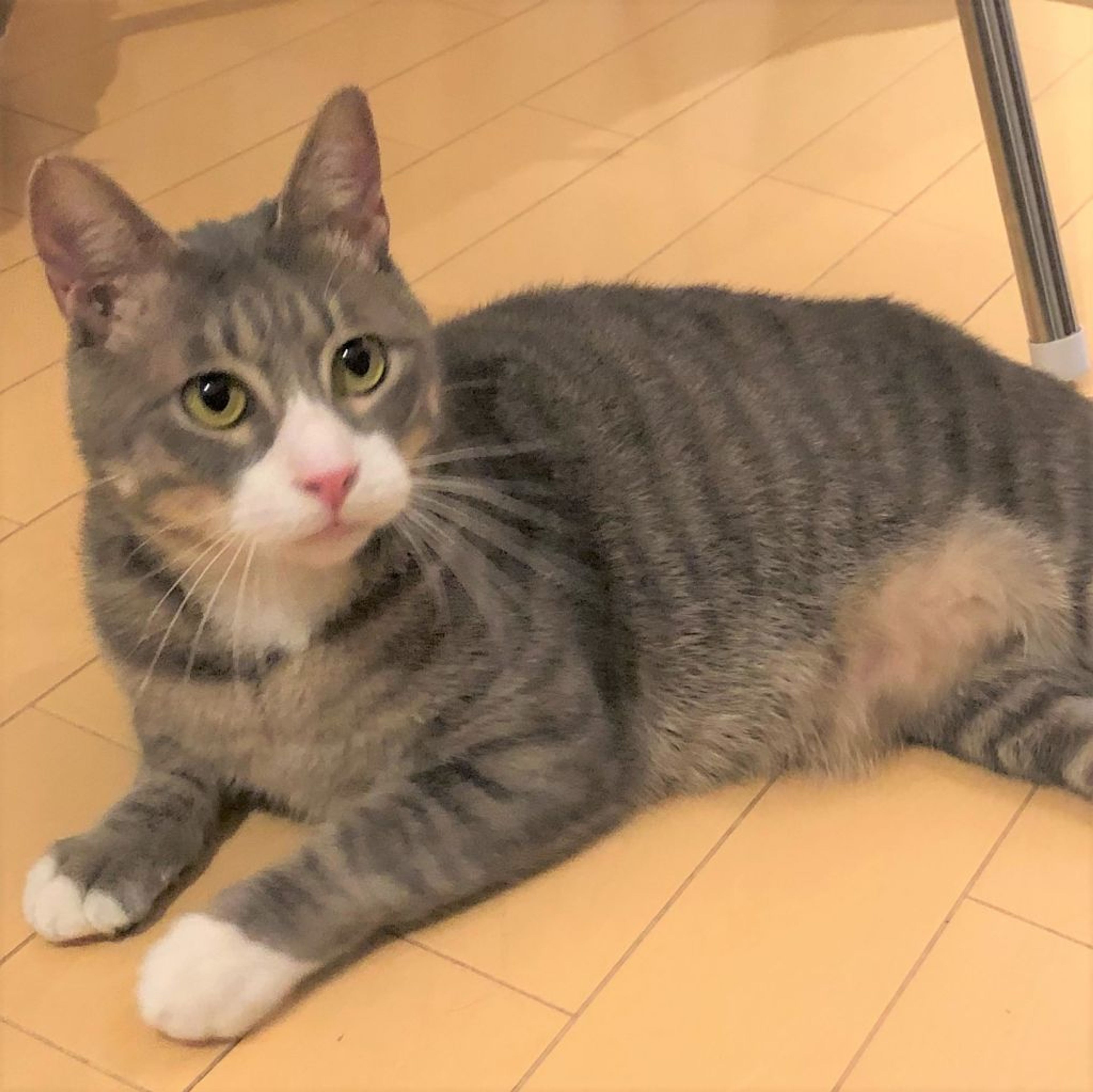 pet-image-2
