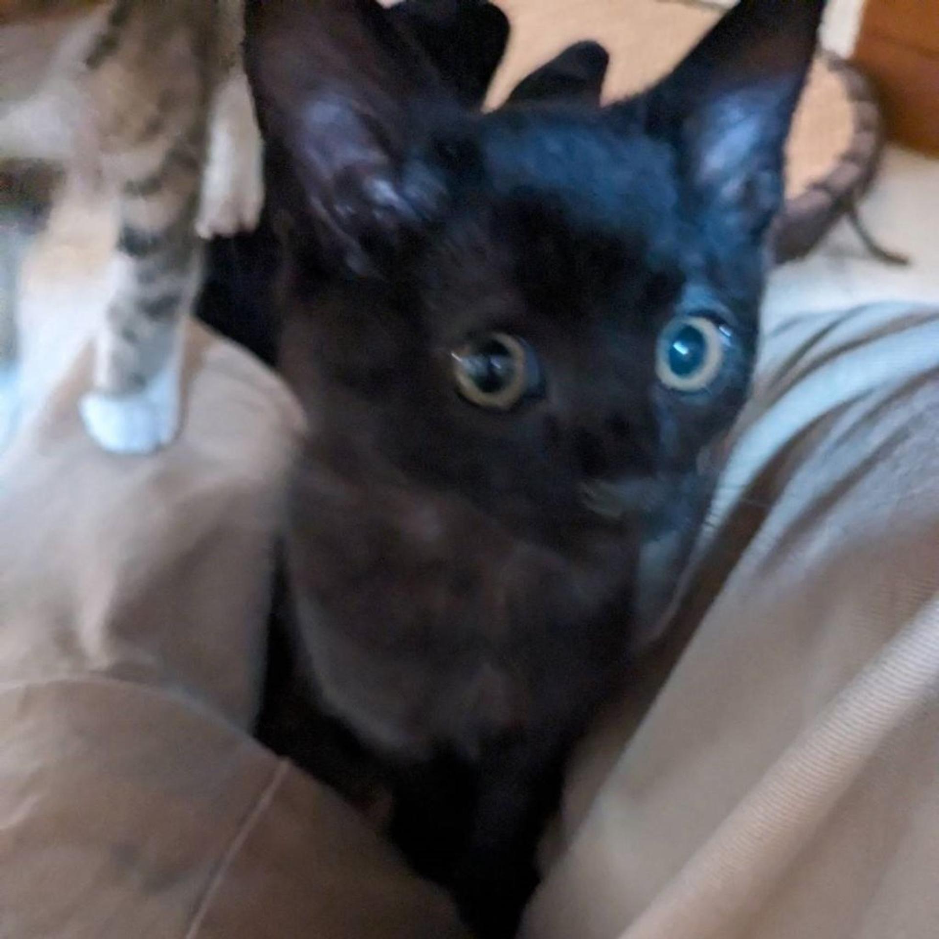 pet-image-2