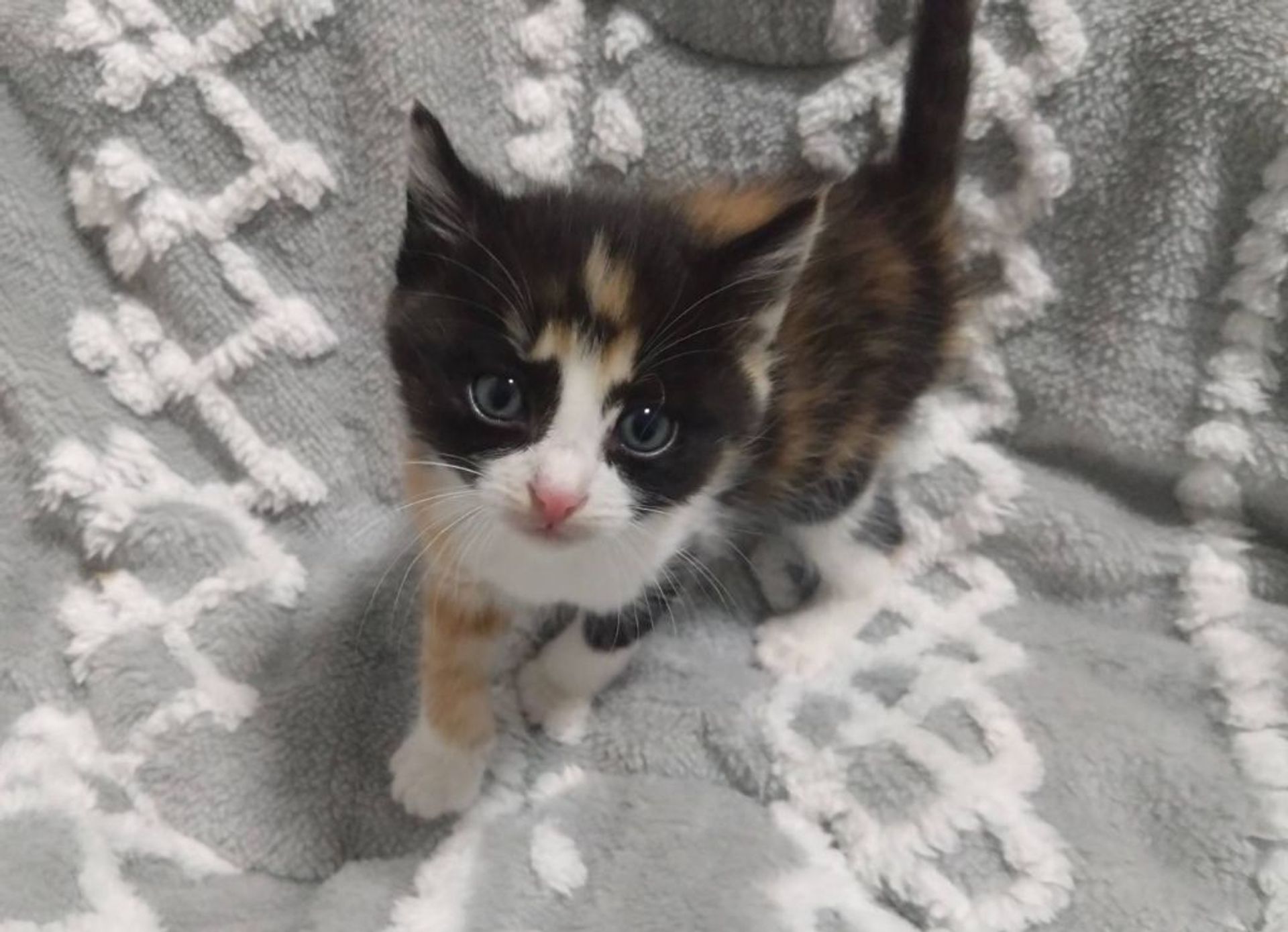 雑種（ミックス猫）・メスの里親募集の写真