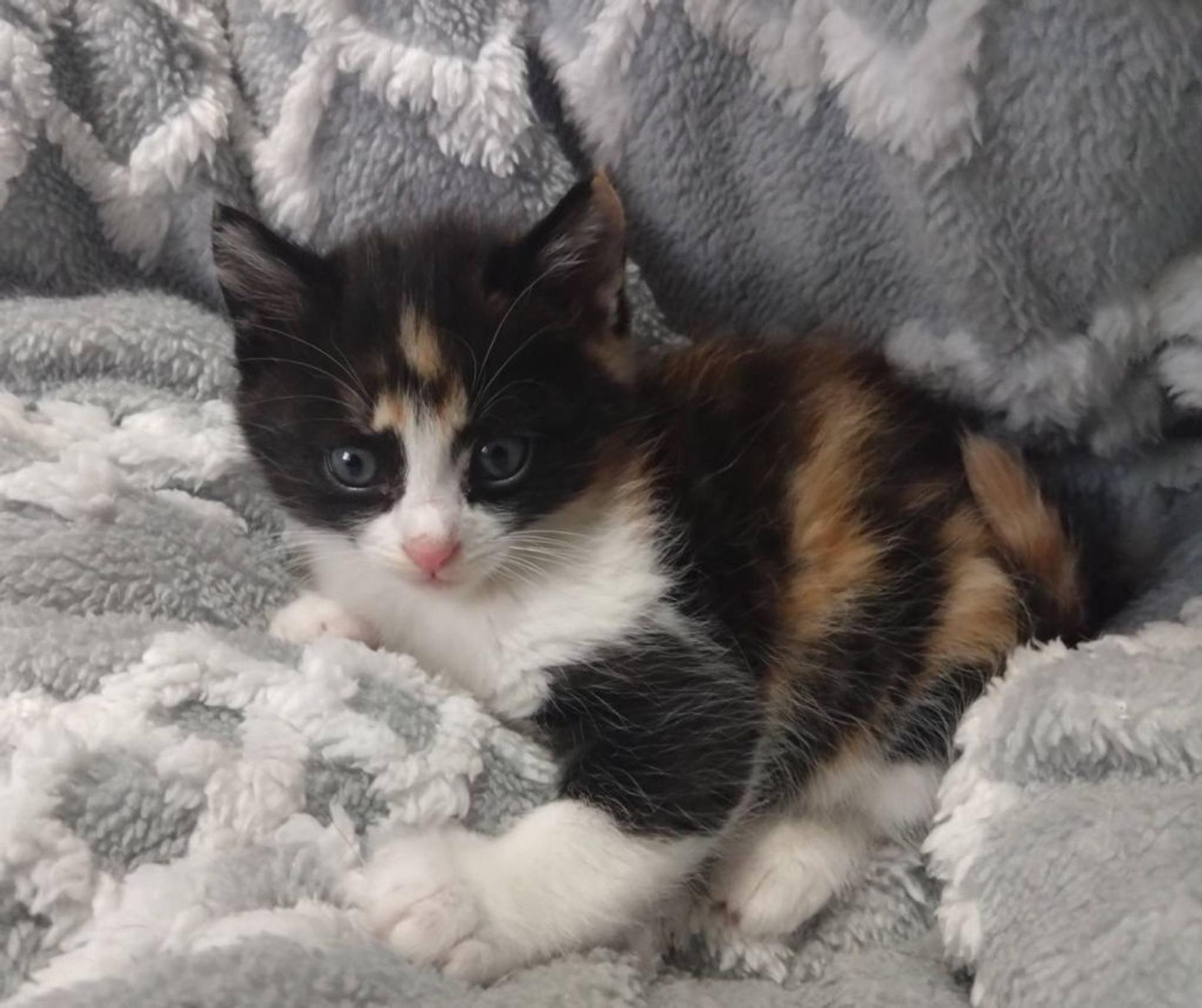 pet-image-4