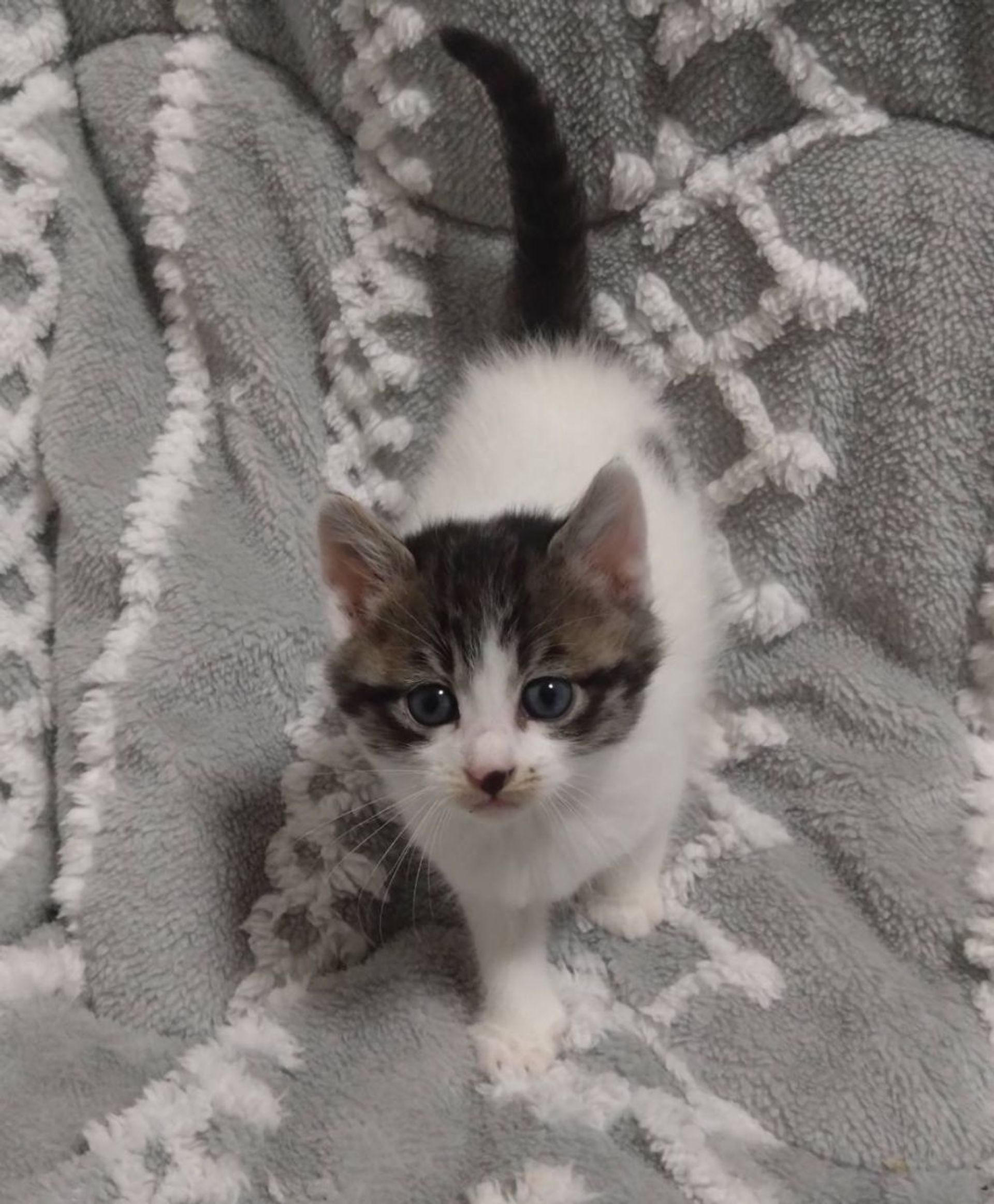 雑種（ミックス猫）・メスの里親募集の写真