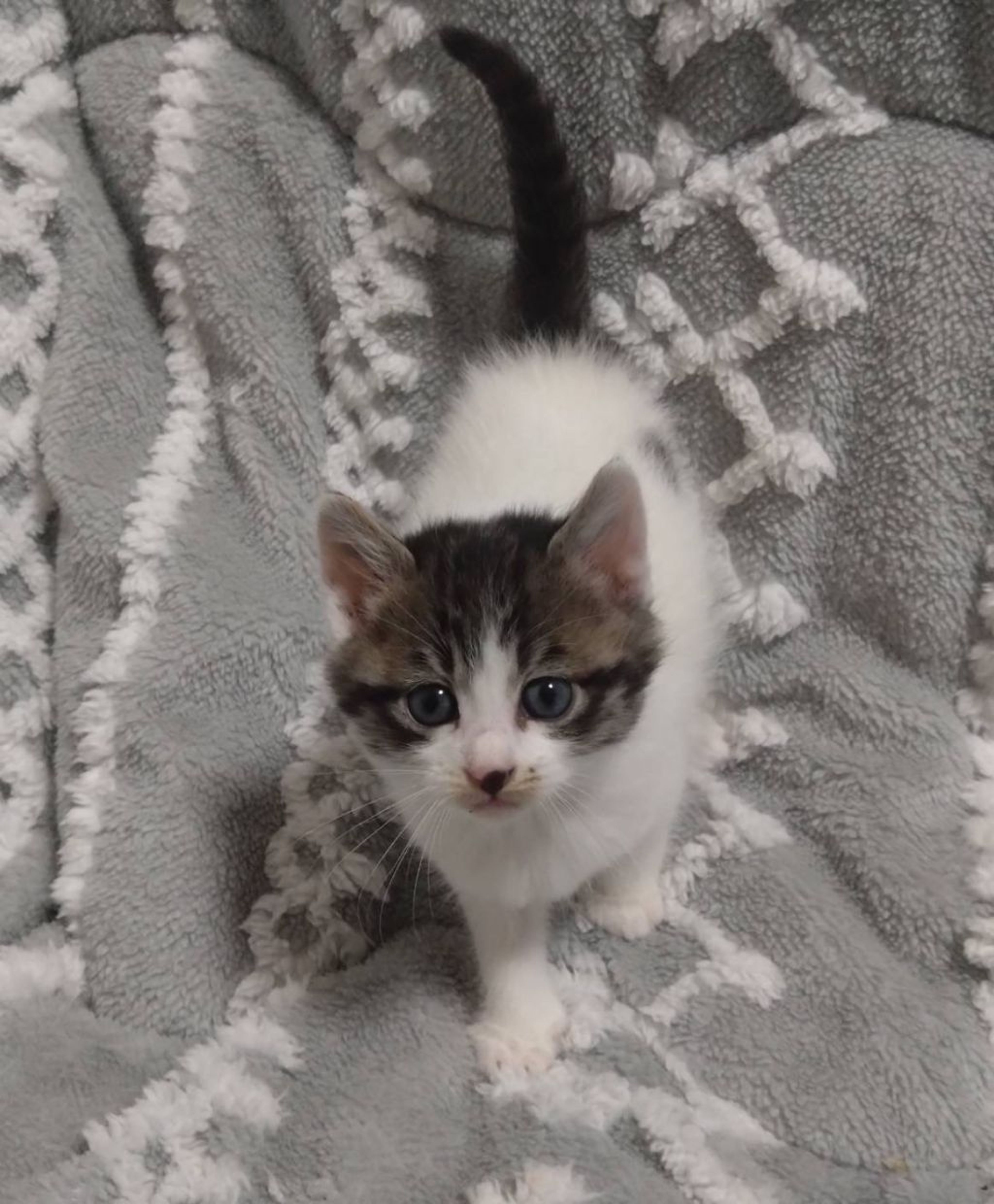 雑種（ミックス猫）・メスの里親募集の写真