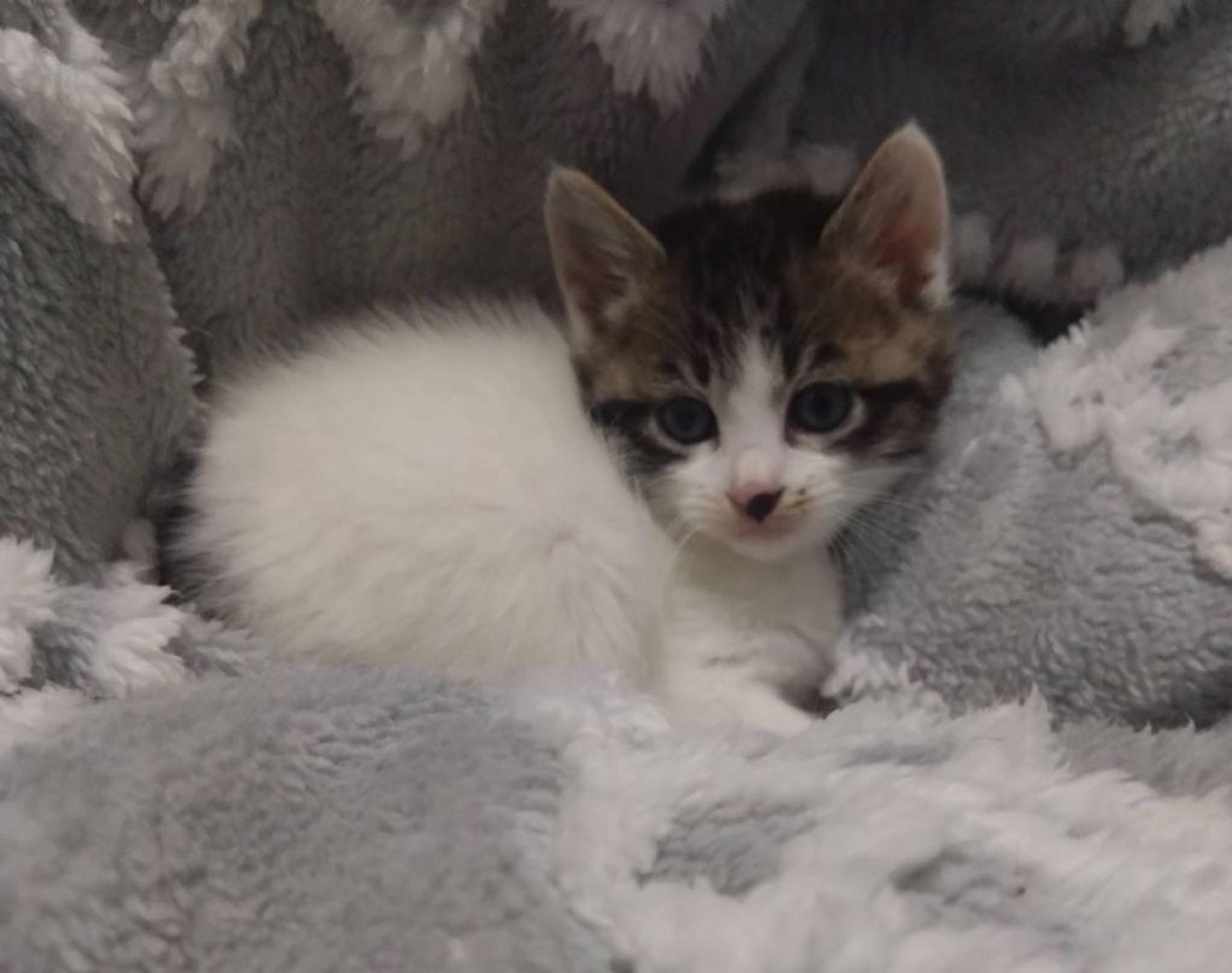 pet-image-3
