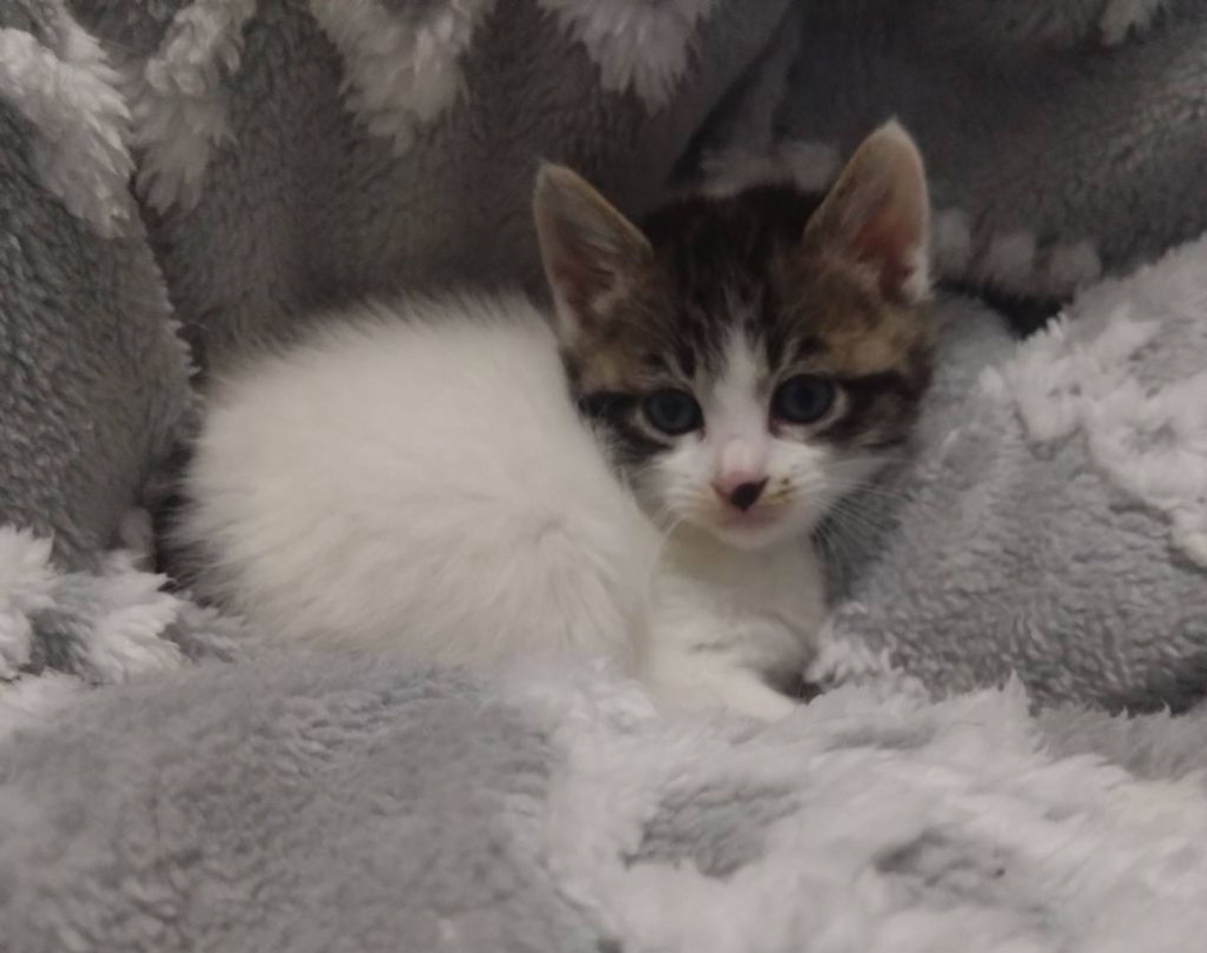 pet-image-3