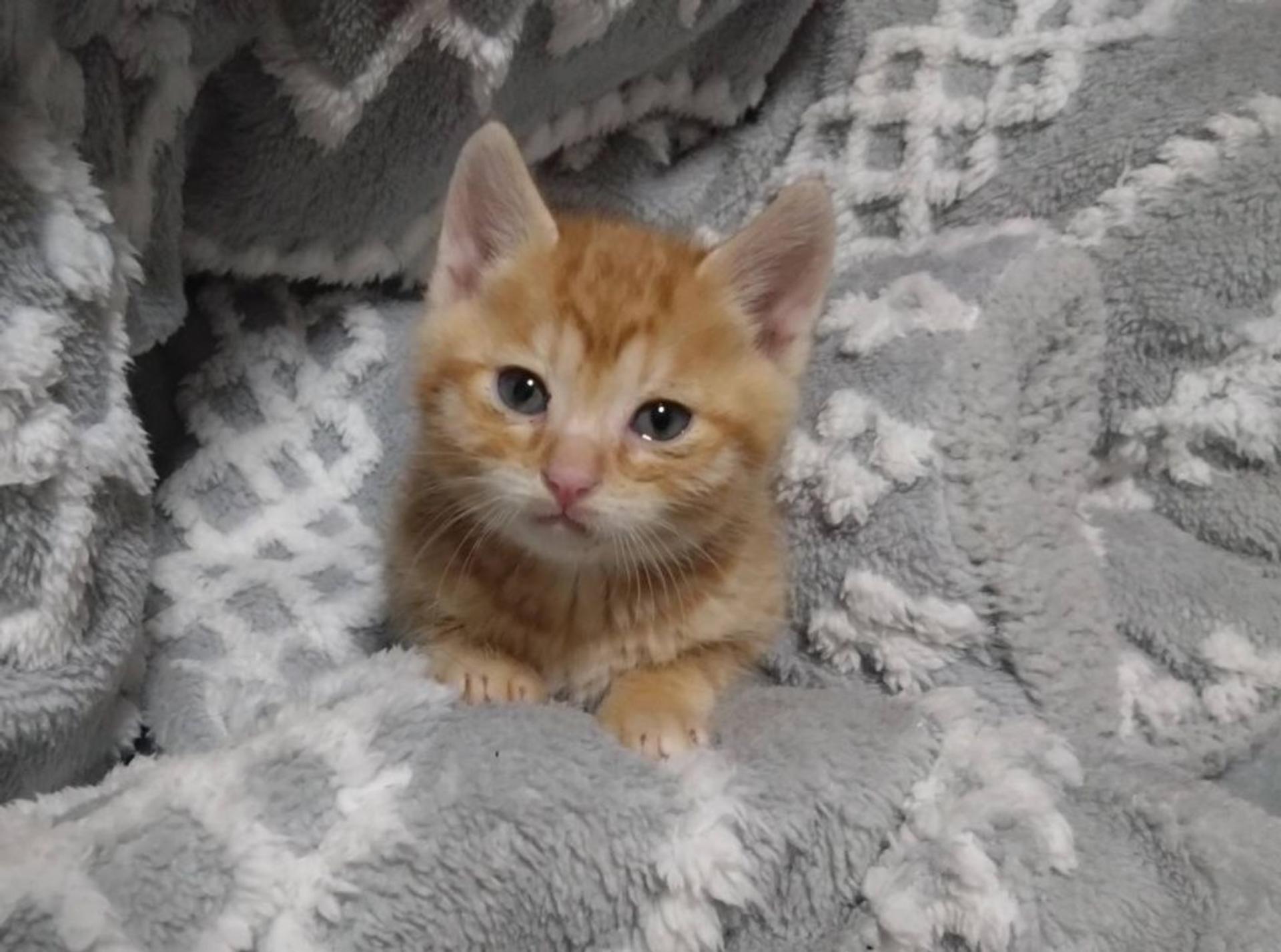 pet-image-4