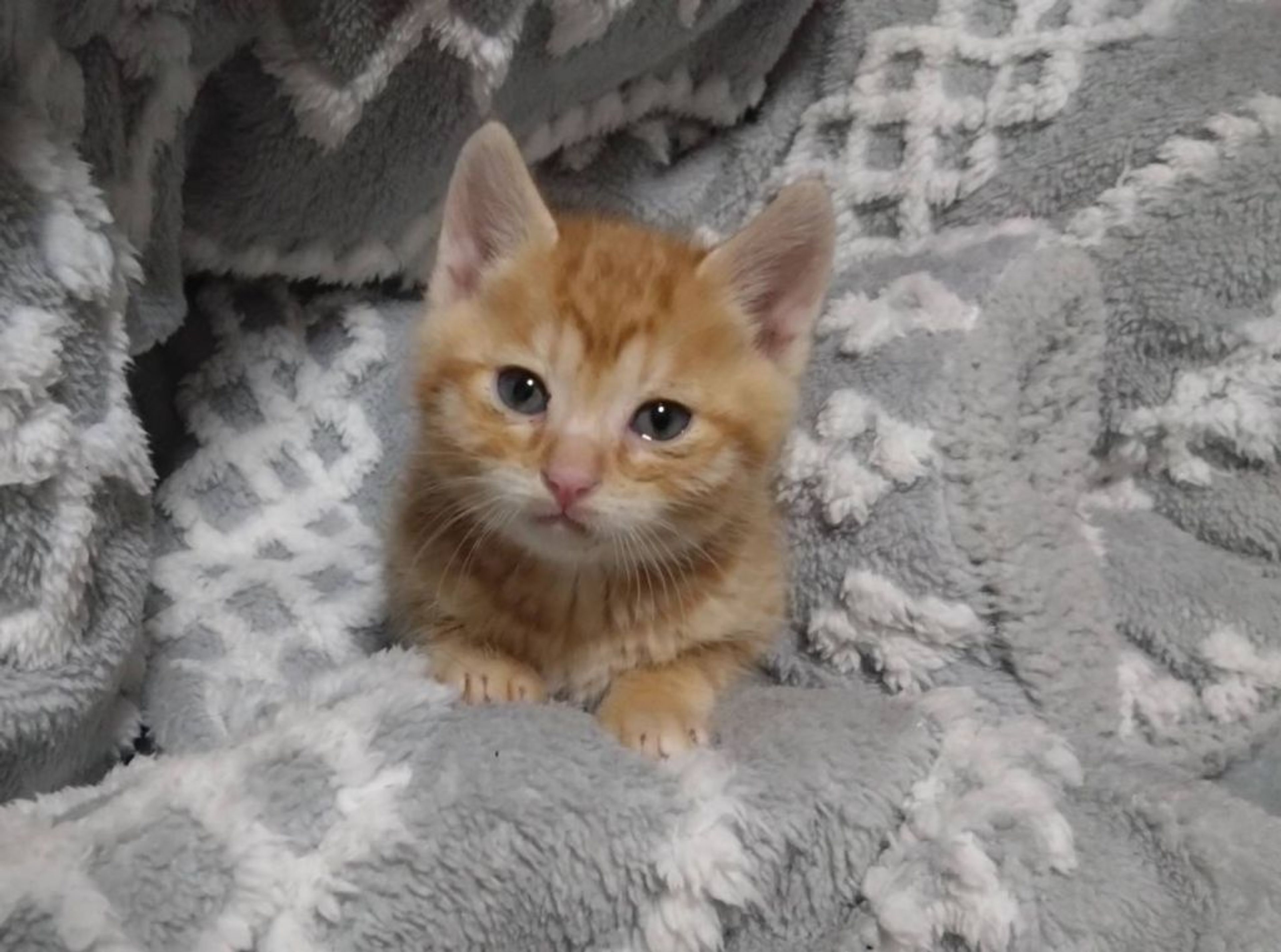 pet-image-4