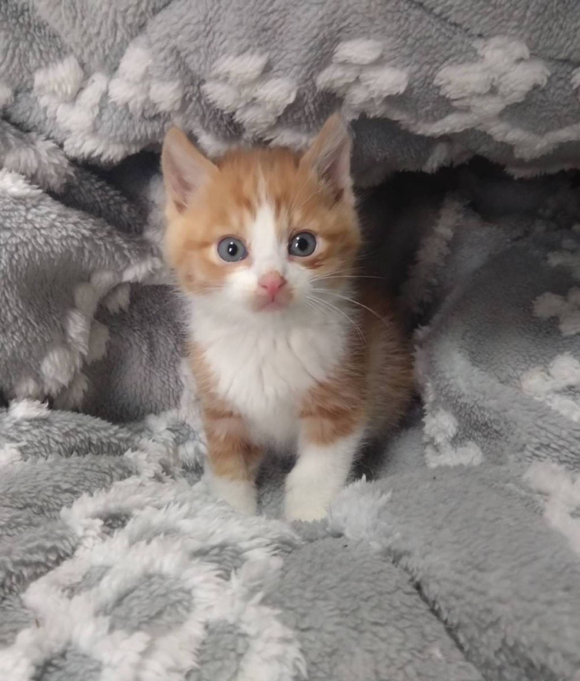 雑種（ミックス猫）・オスの里親募集の写真