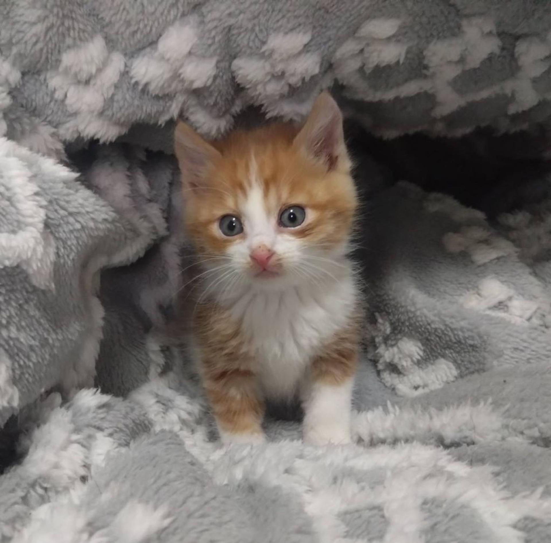 pet-image-2