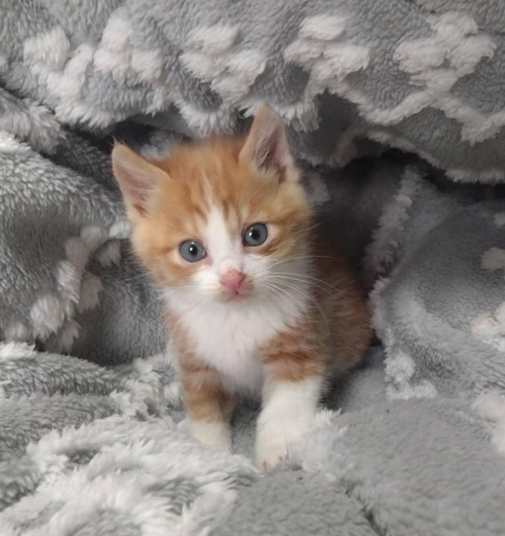 pet-image-3