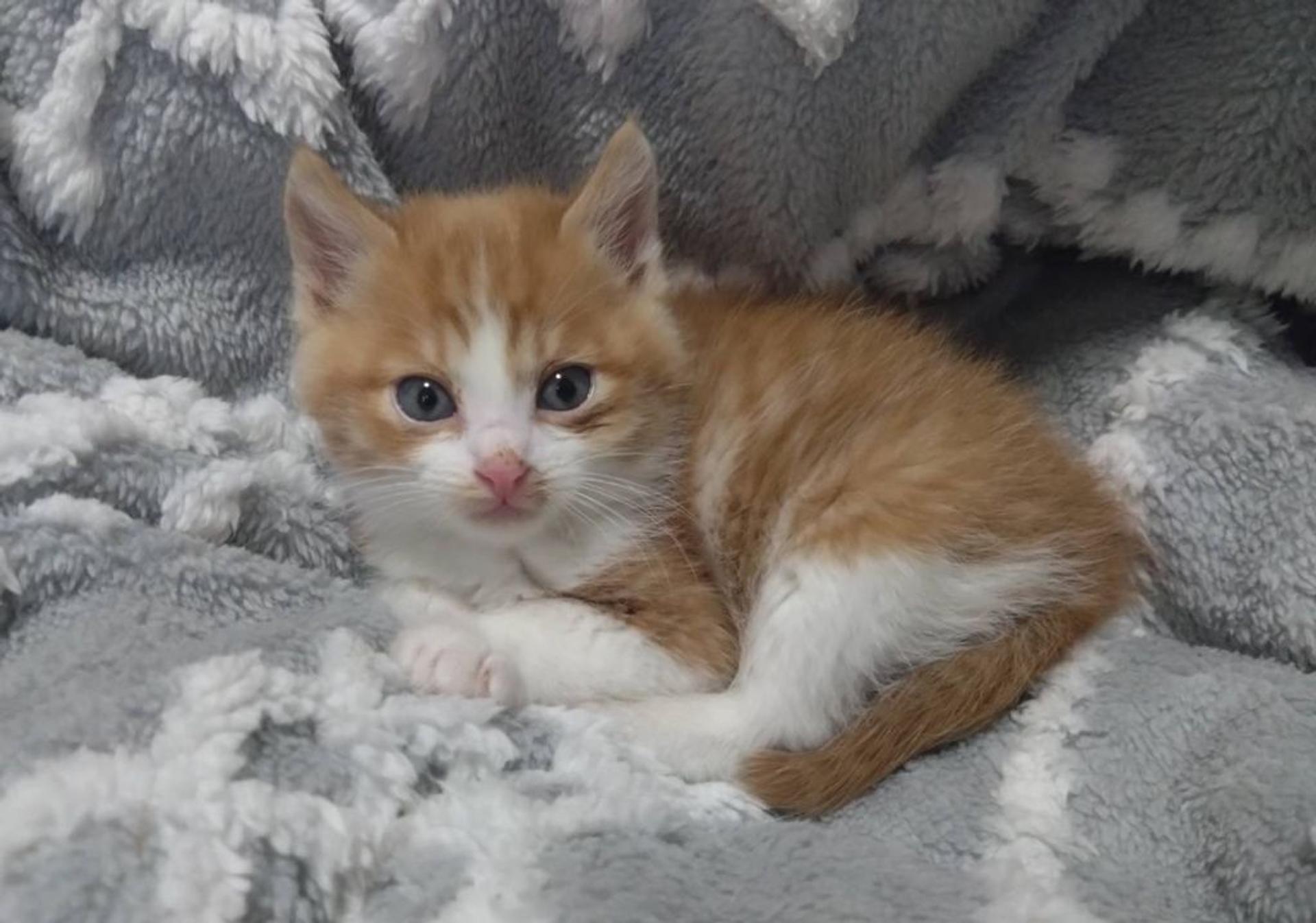 pet-image-5