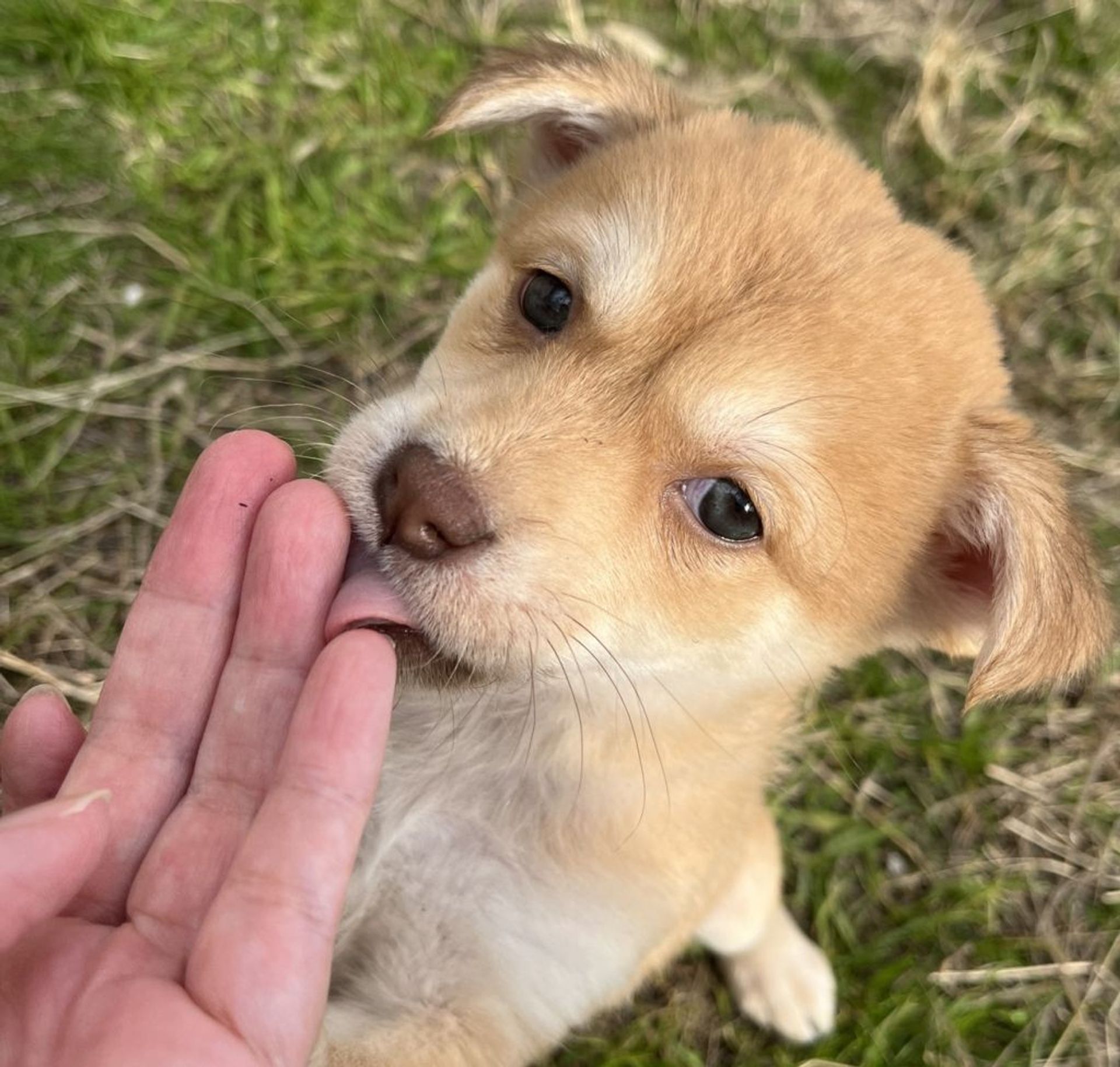雑種（ミックス犬）・メスの里親募集の写真