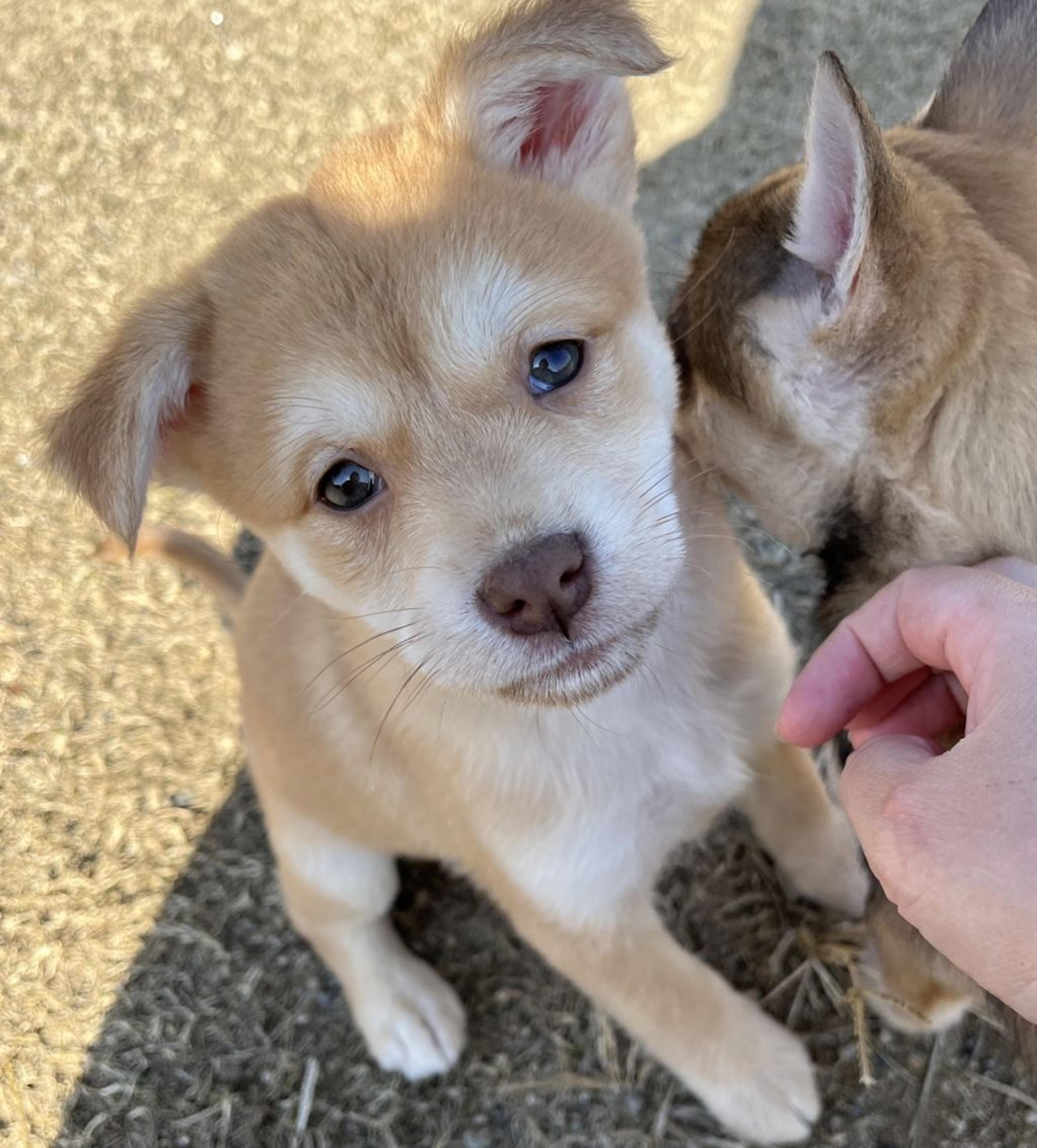 pet-image-2