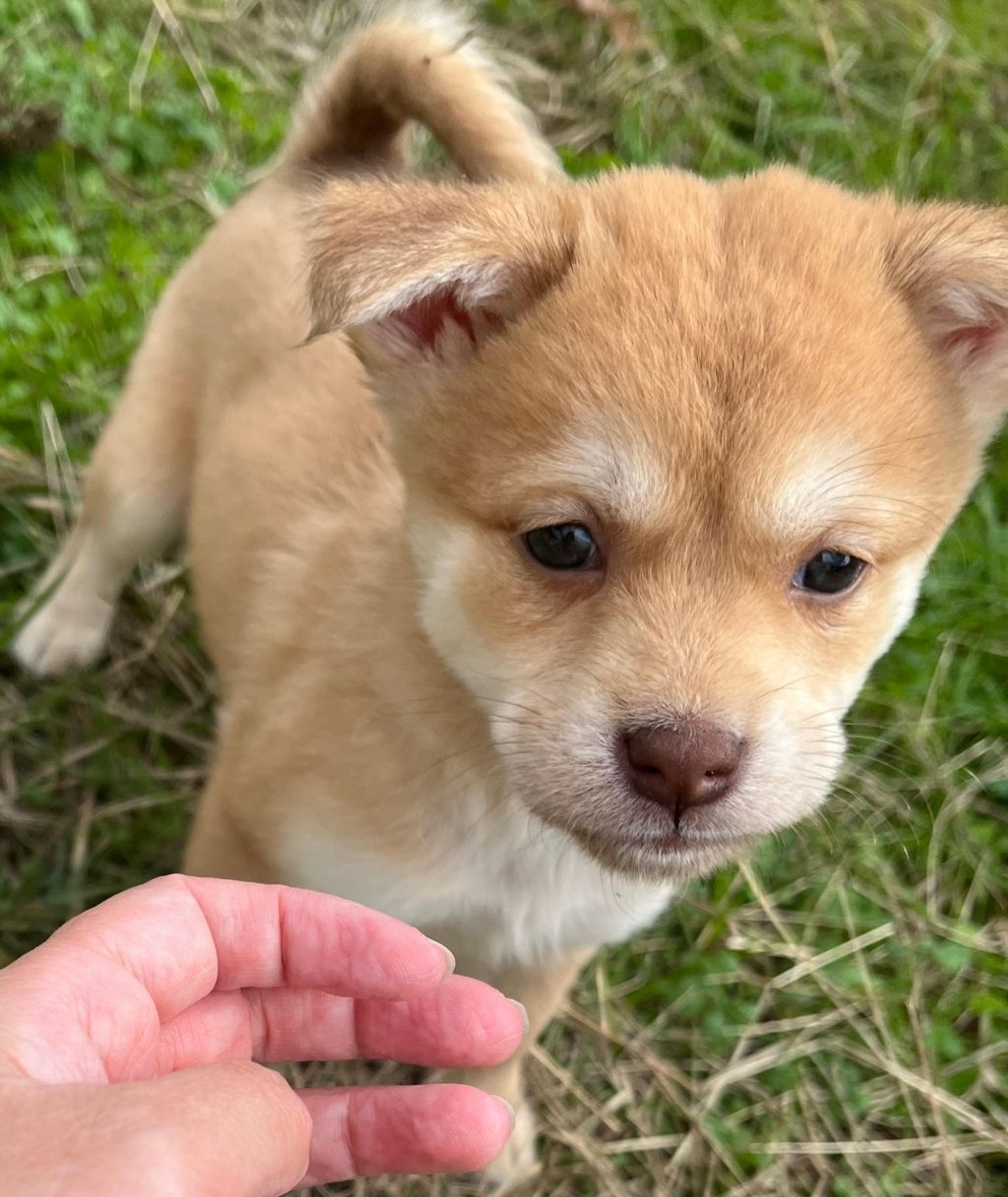 pet-image-3