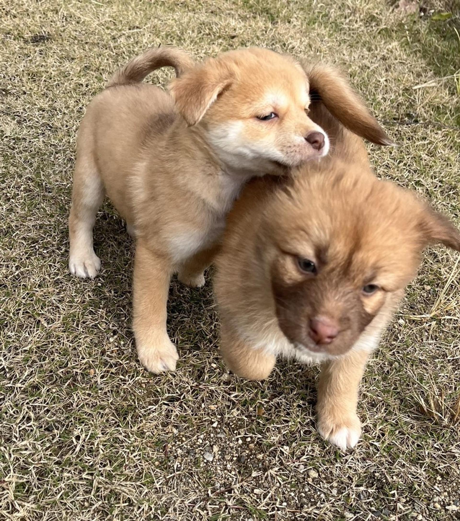 pet-image-4