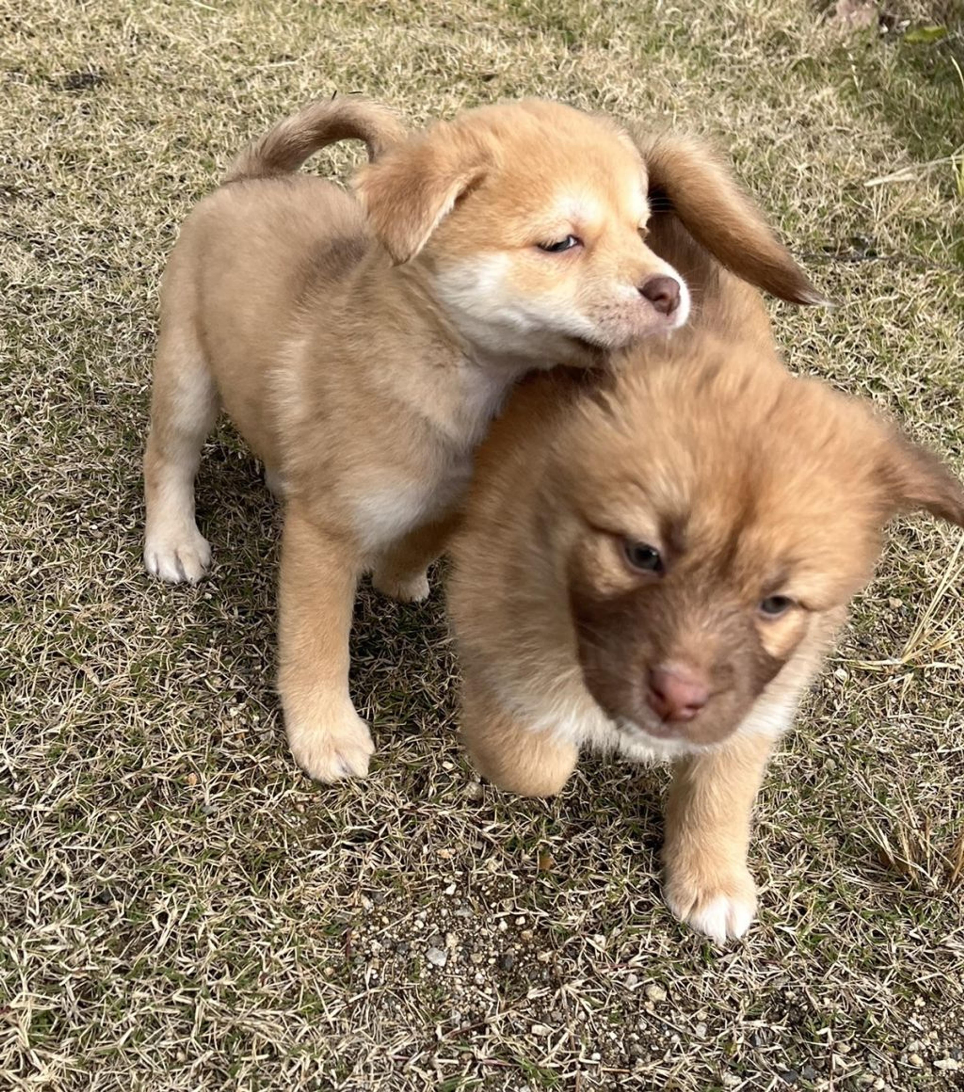 pet-image-4