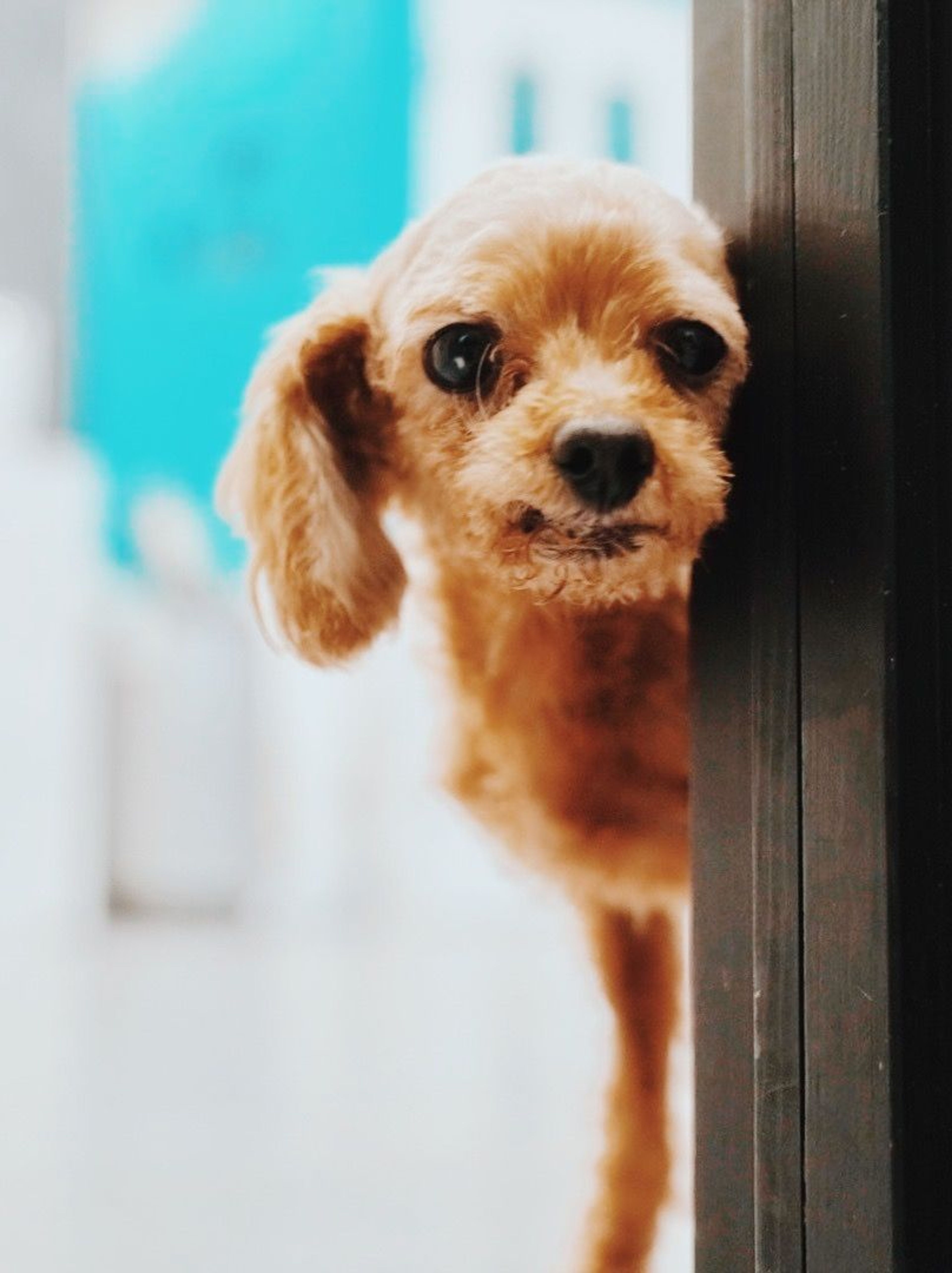 pet-image-2