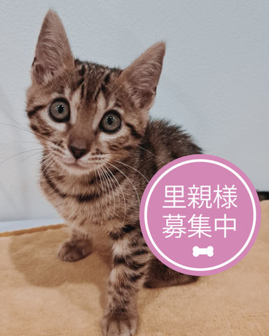 バーティスの写真