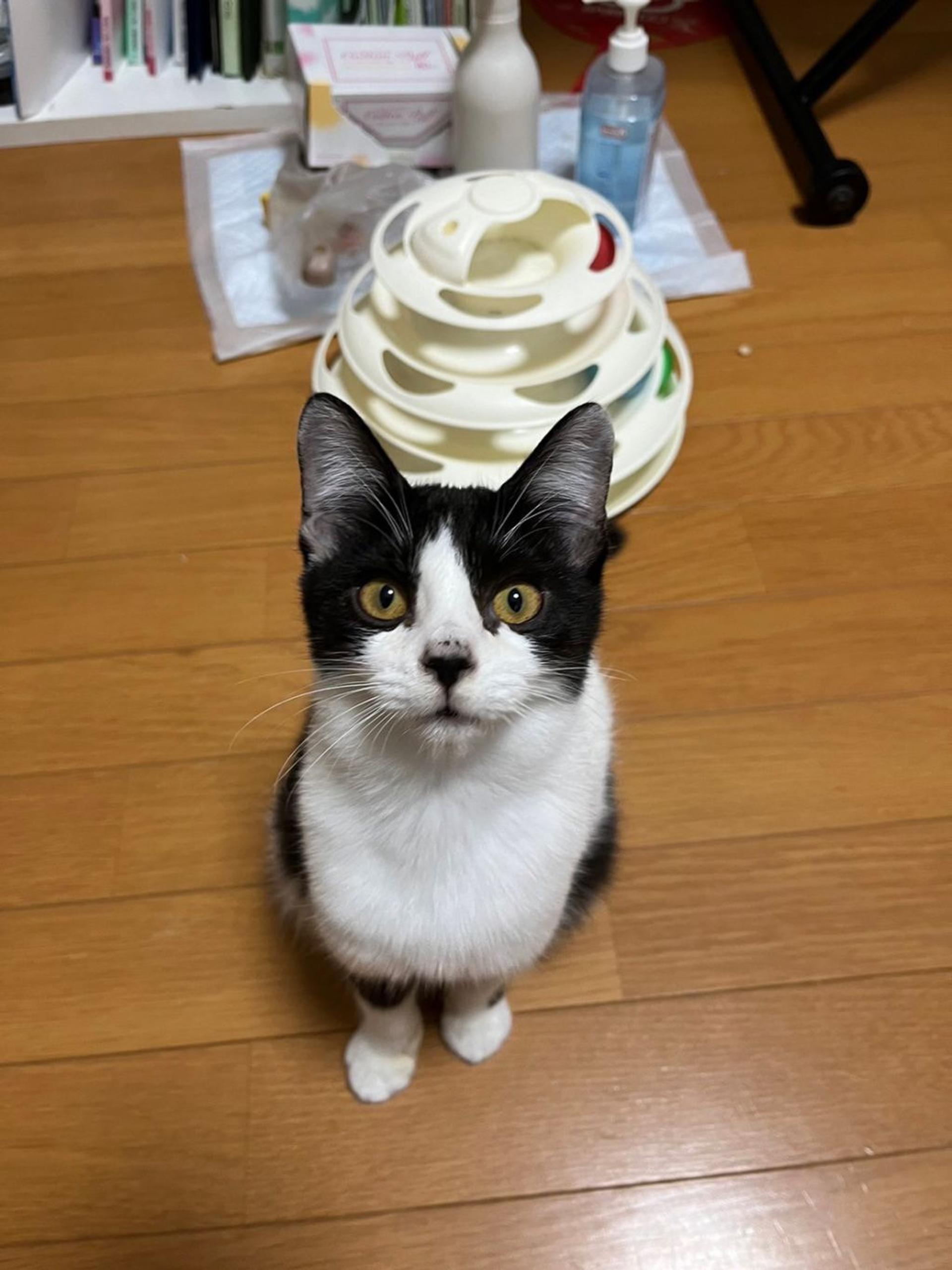 pet-image-2