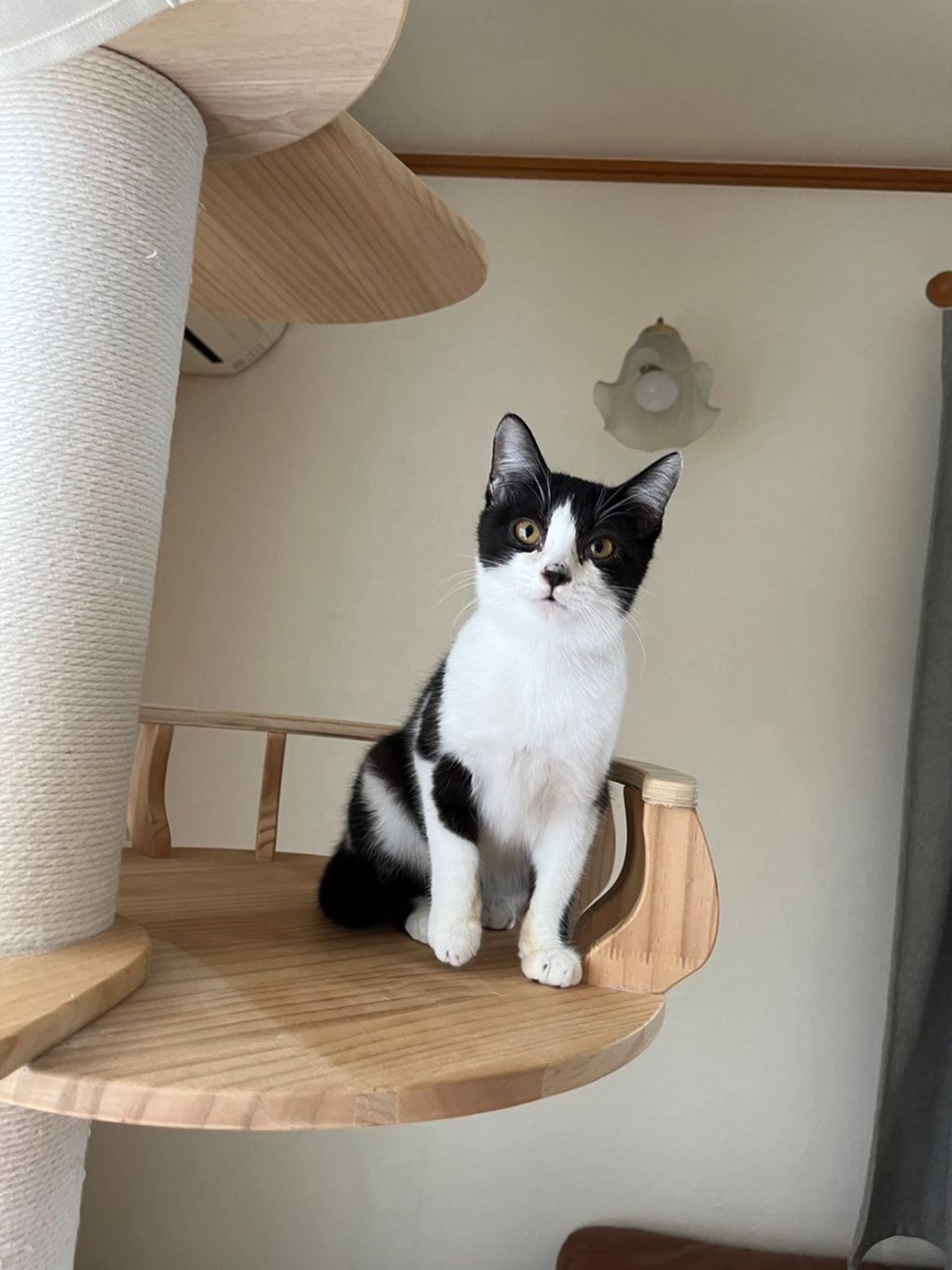 pet-image-4