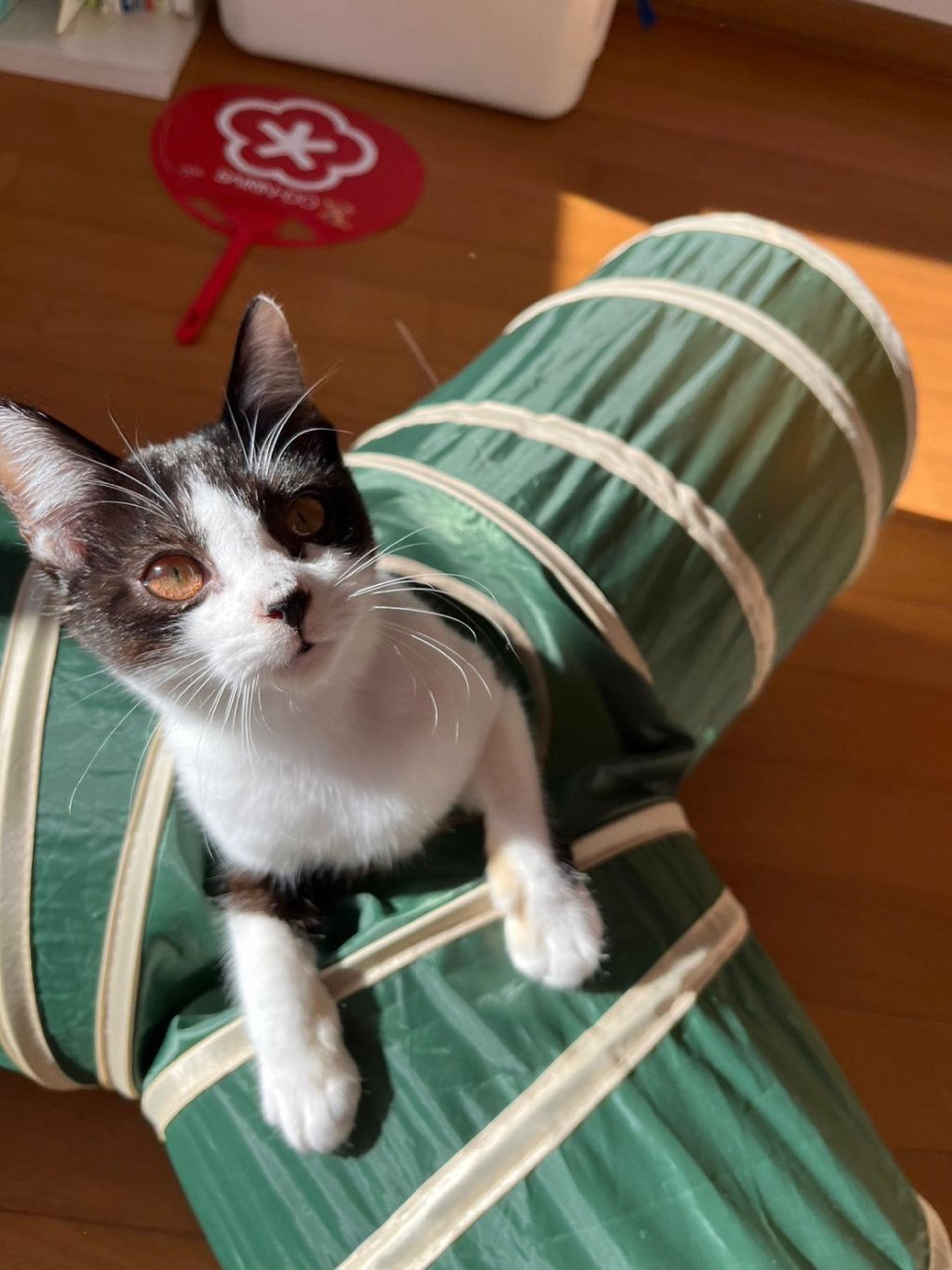 pet-image-5