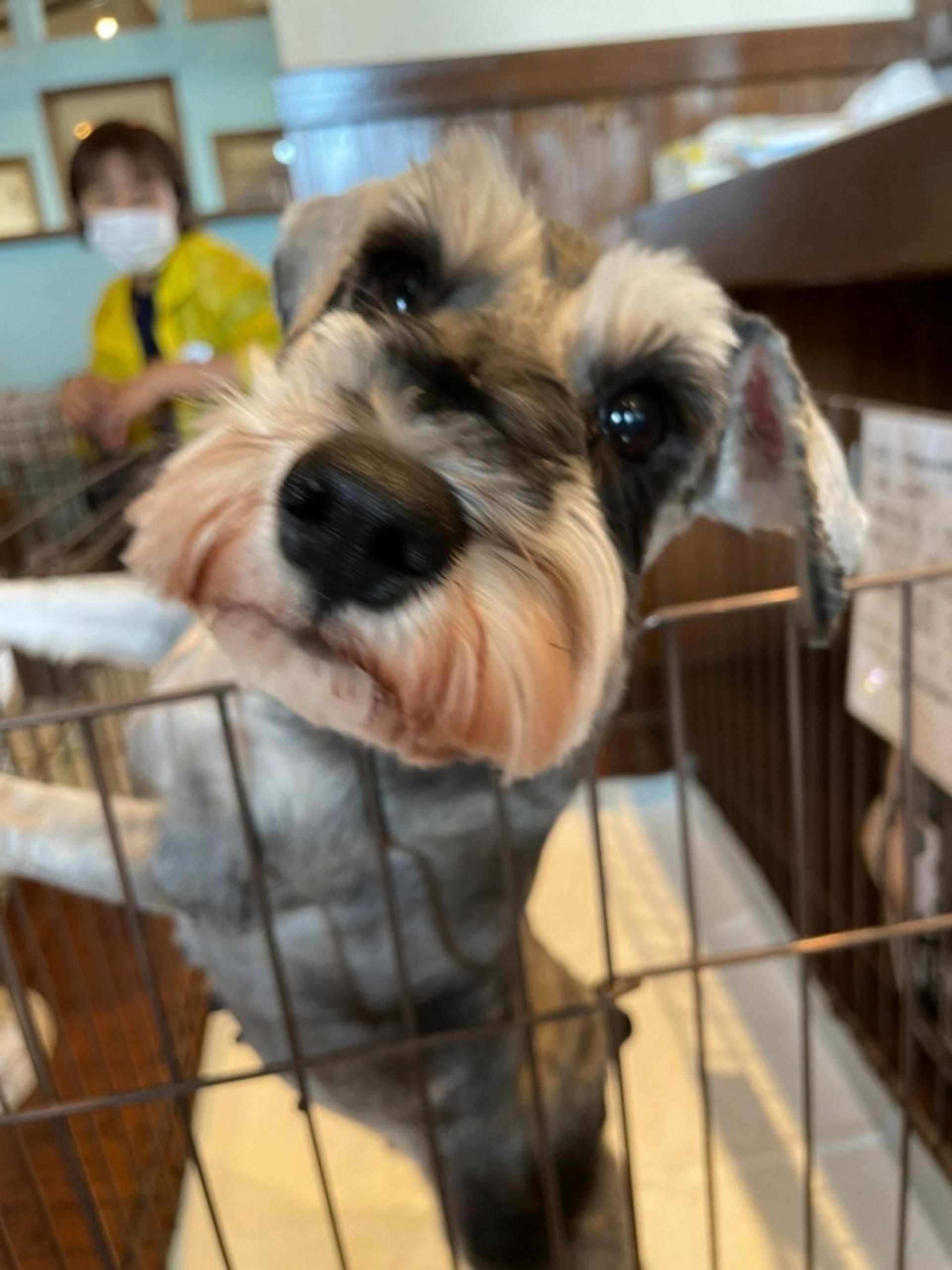 pet-image-3