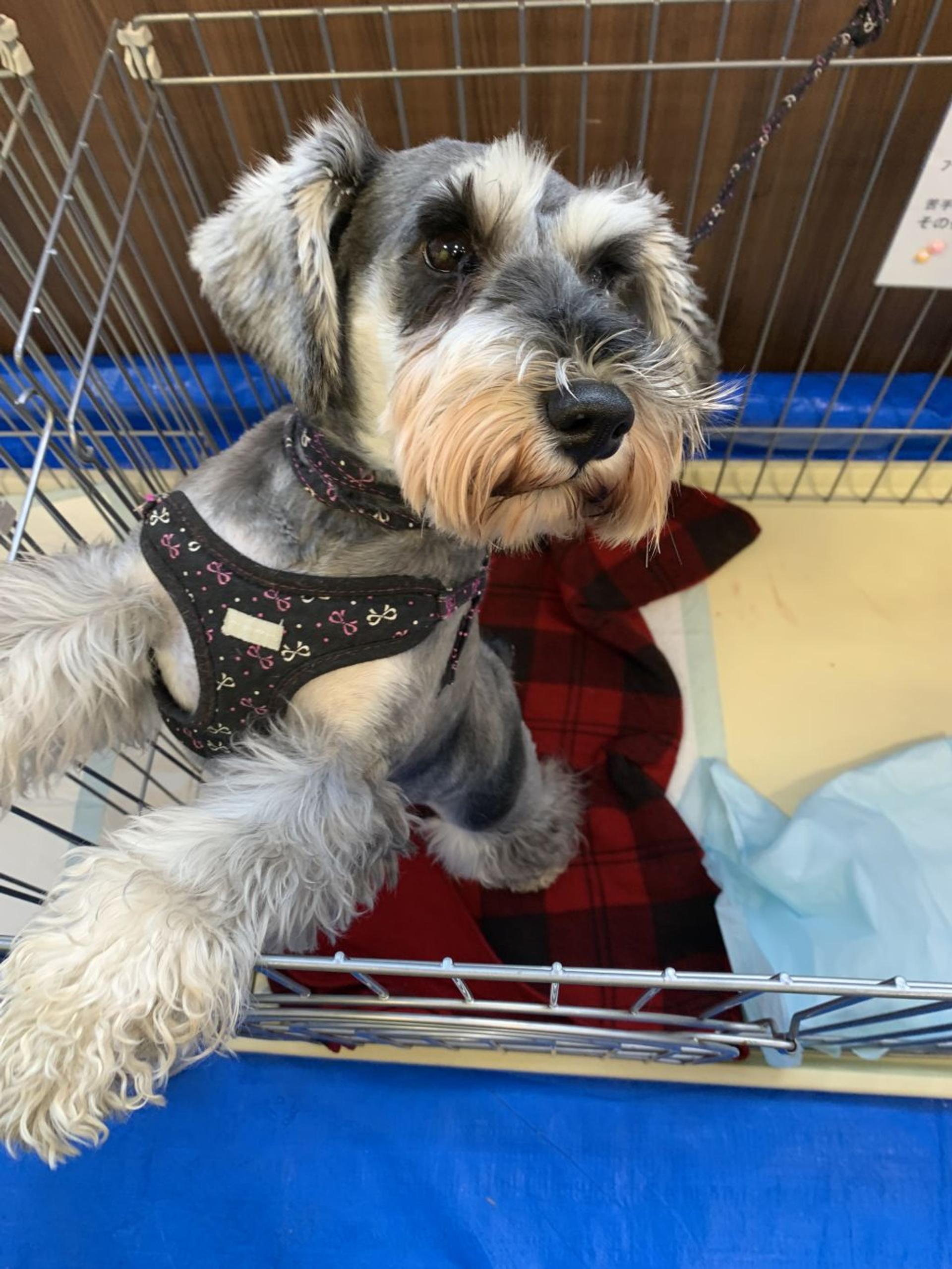 pet-image-4