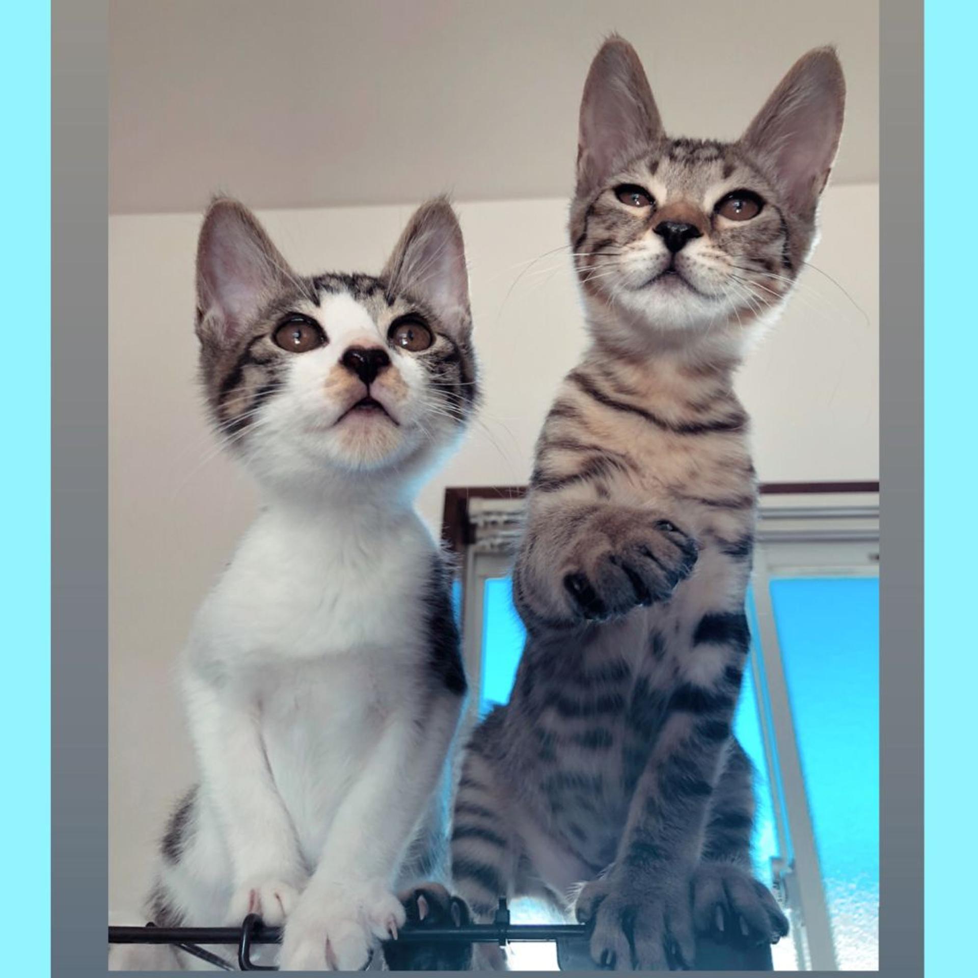 pet-image-8