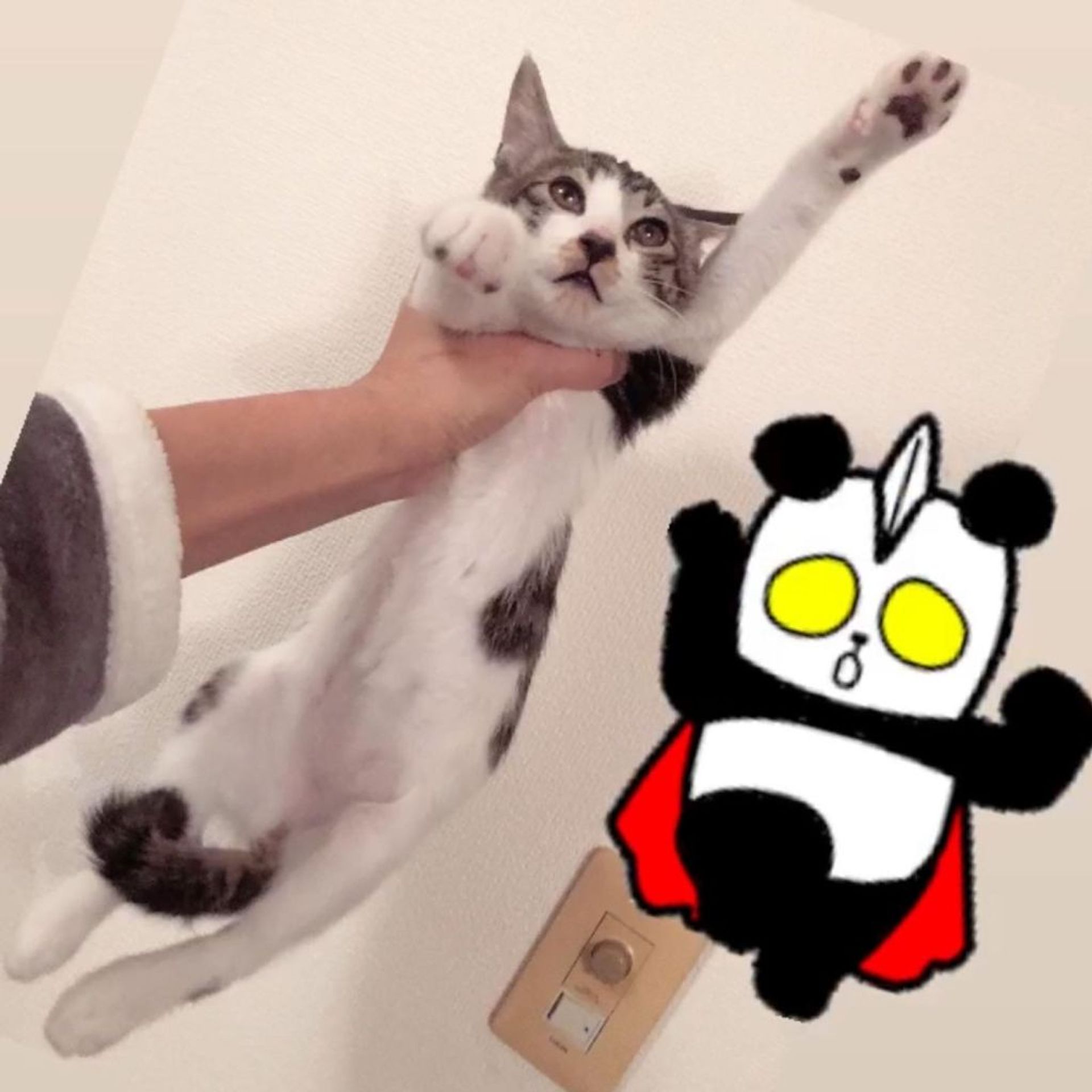 雑種（ミックス猫）・オスの里親募集の写真