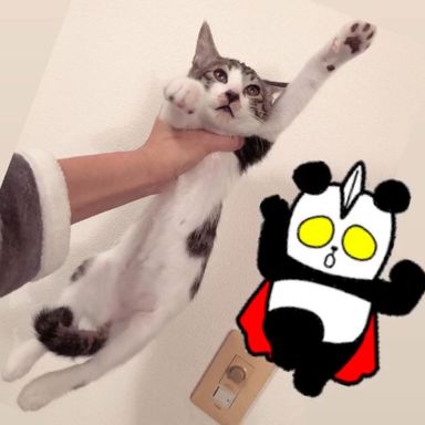 13(土)14(日)譲渡会お見合い調整可☆おとぼけ系ルドルフ君の写真