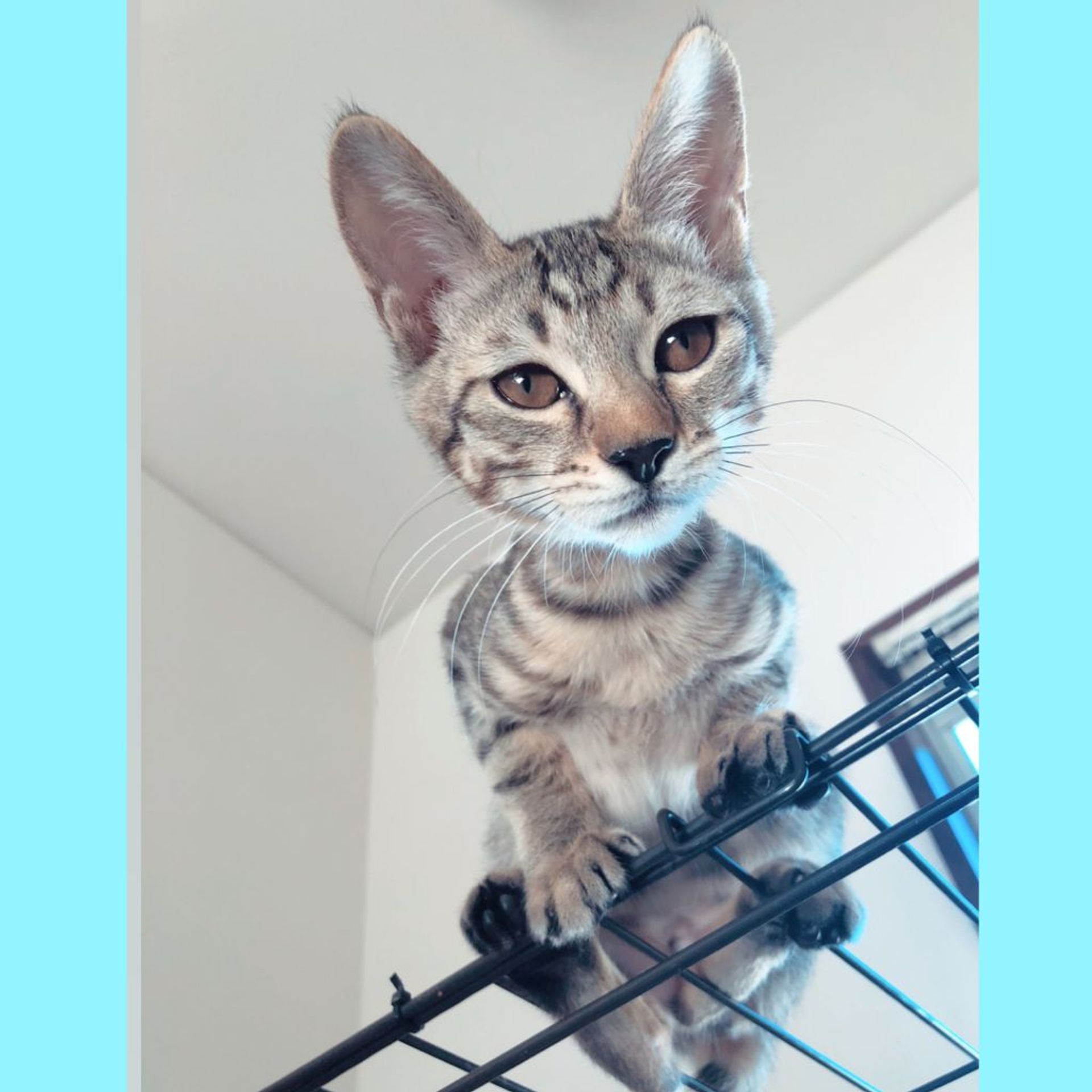 雑種（ミックス猫）・メスの里親募集の写真