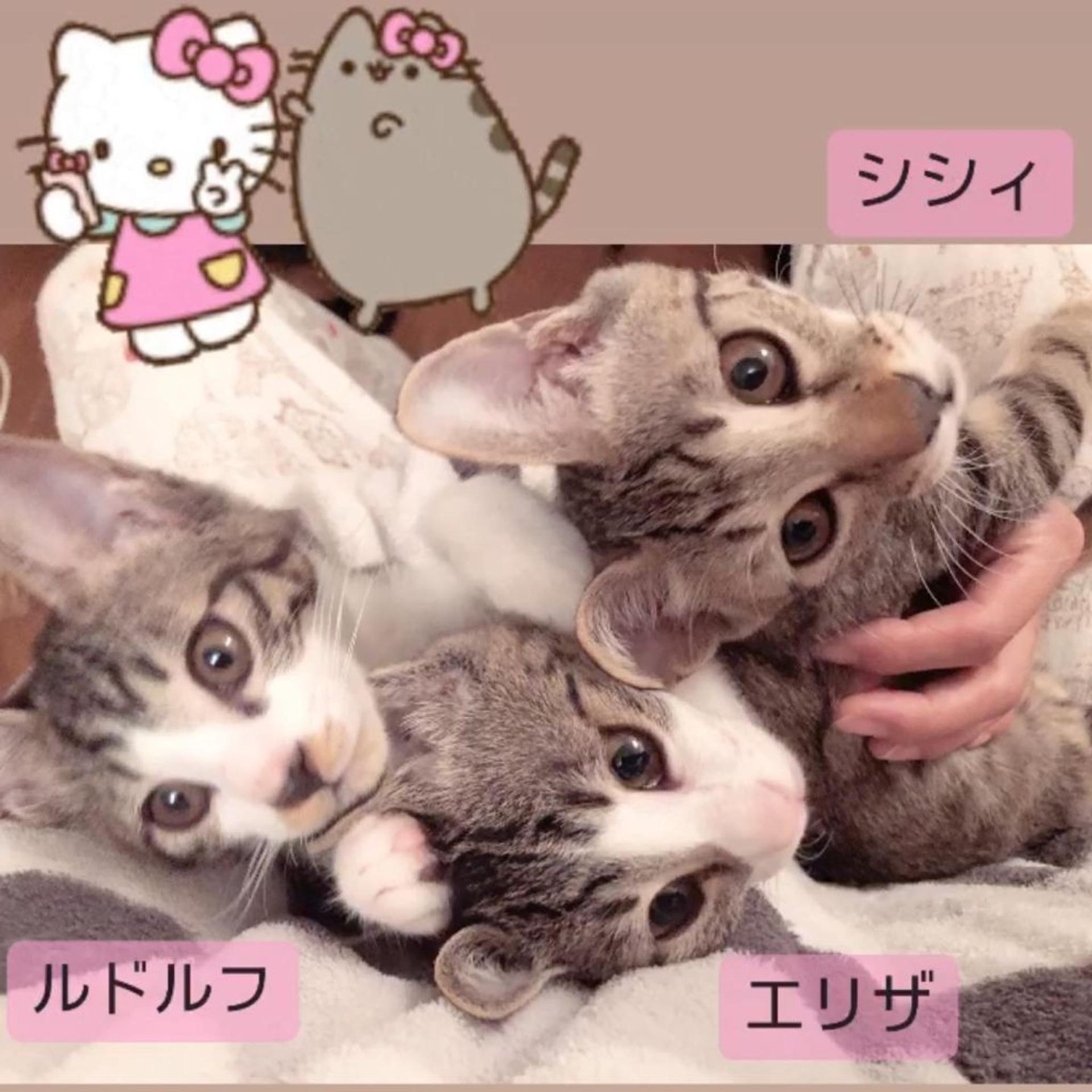 pet-image-2