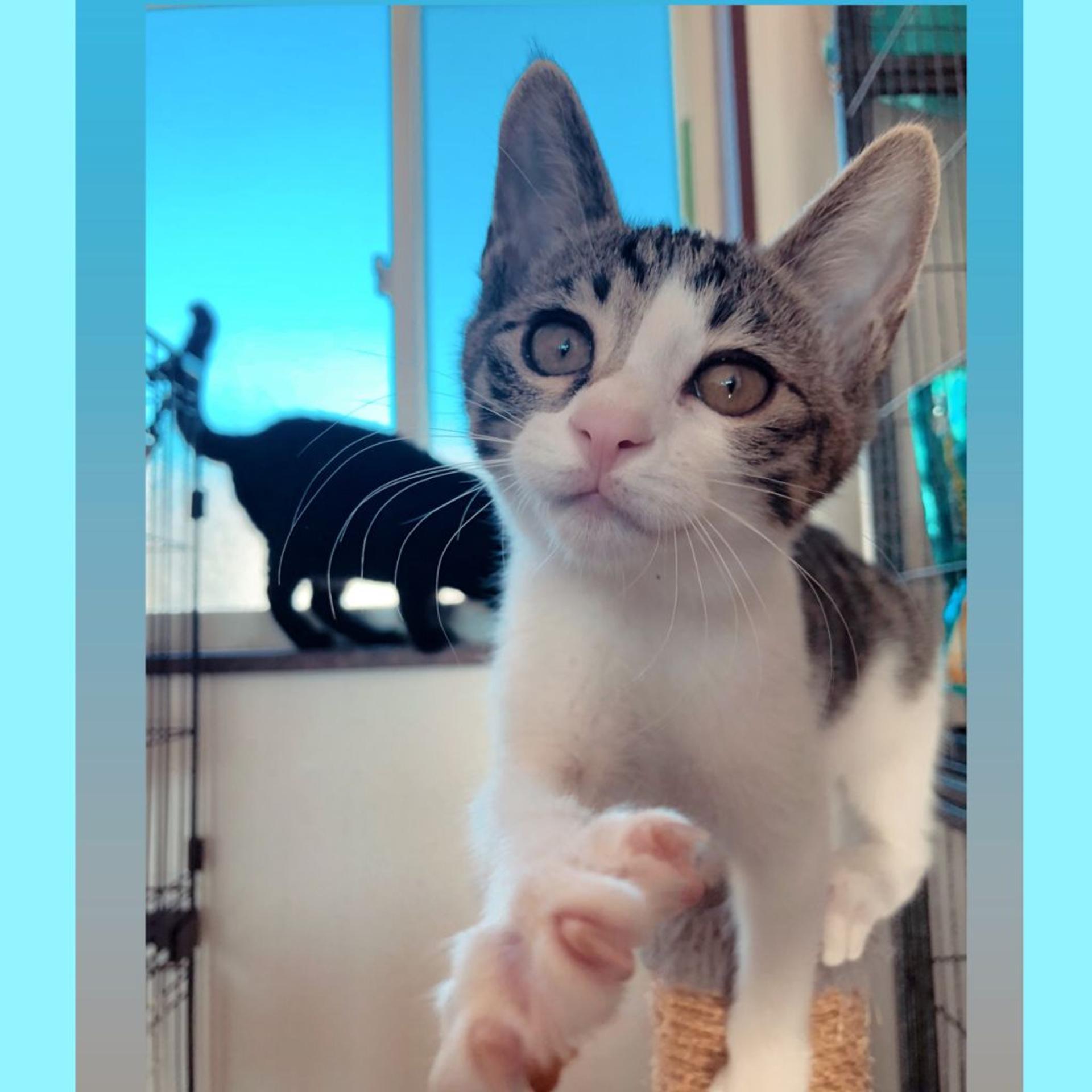 pet-image-5
