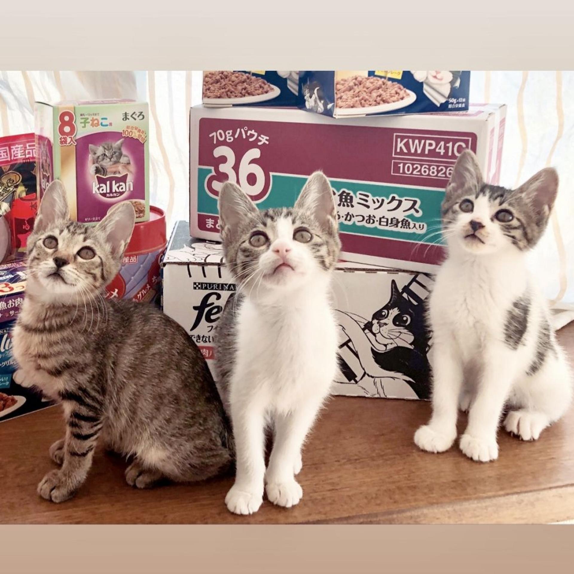pet-image-7