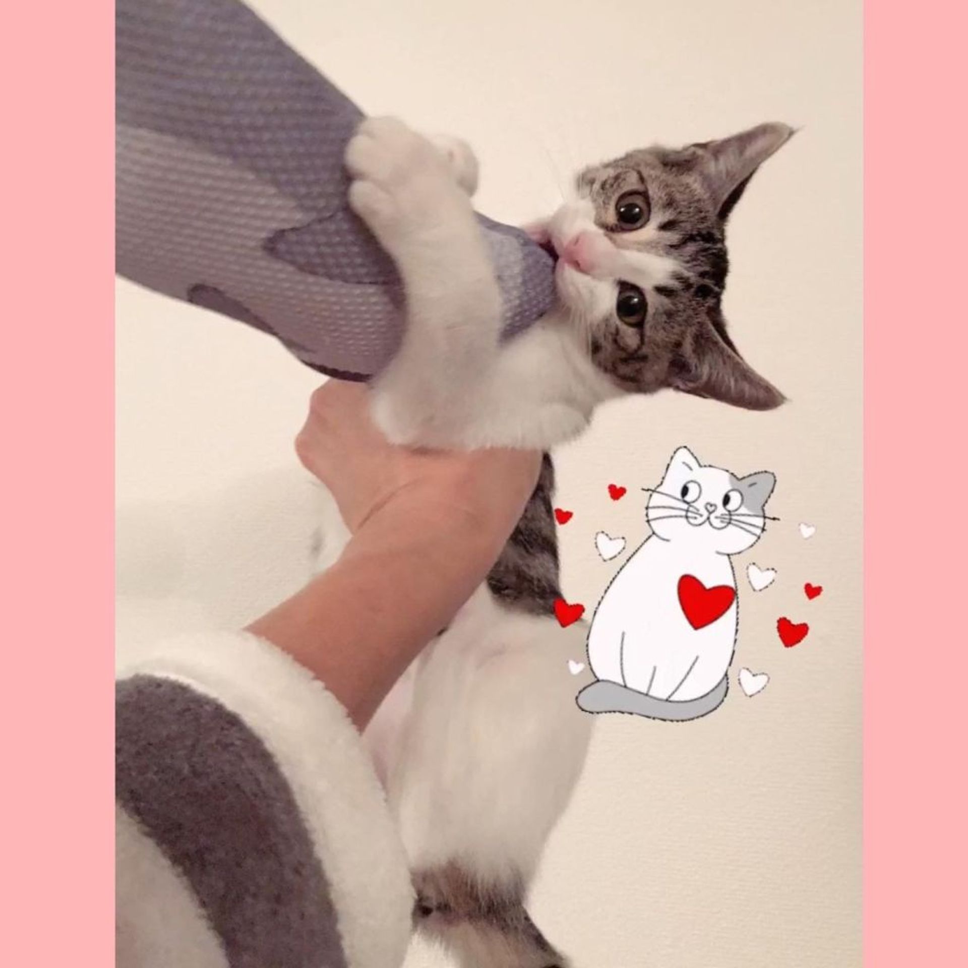 雑種（ミックス猫）・メスの里親募集の写真