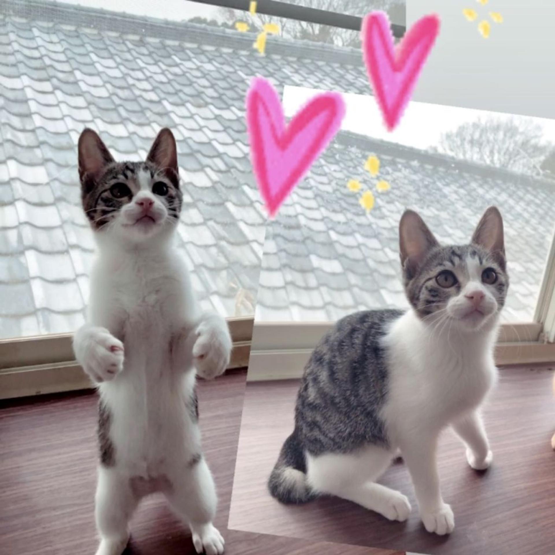 pet-image-6
