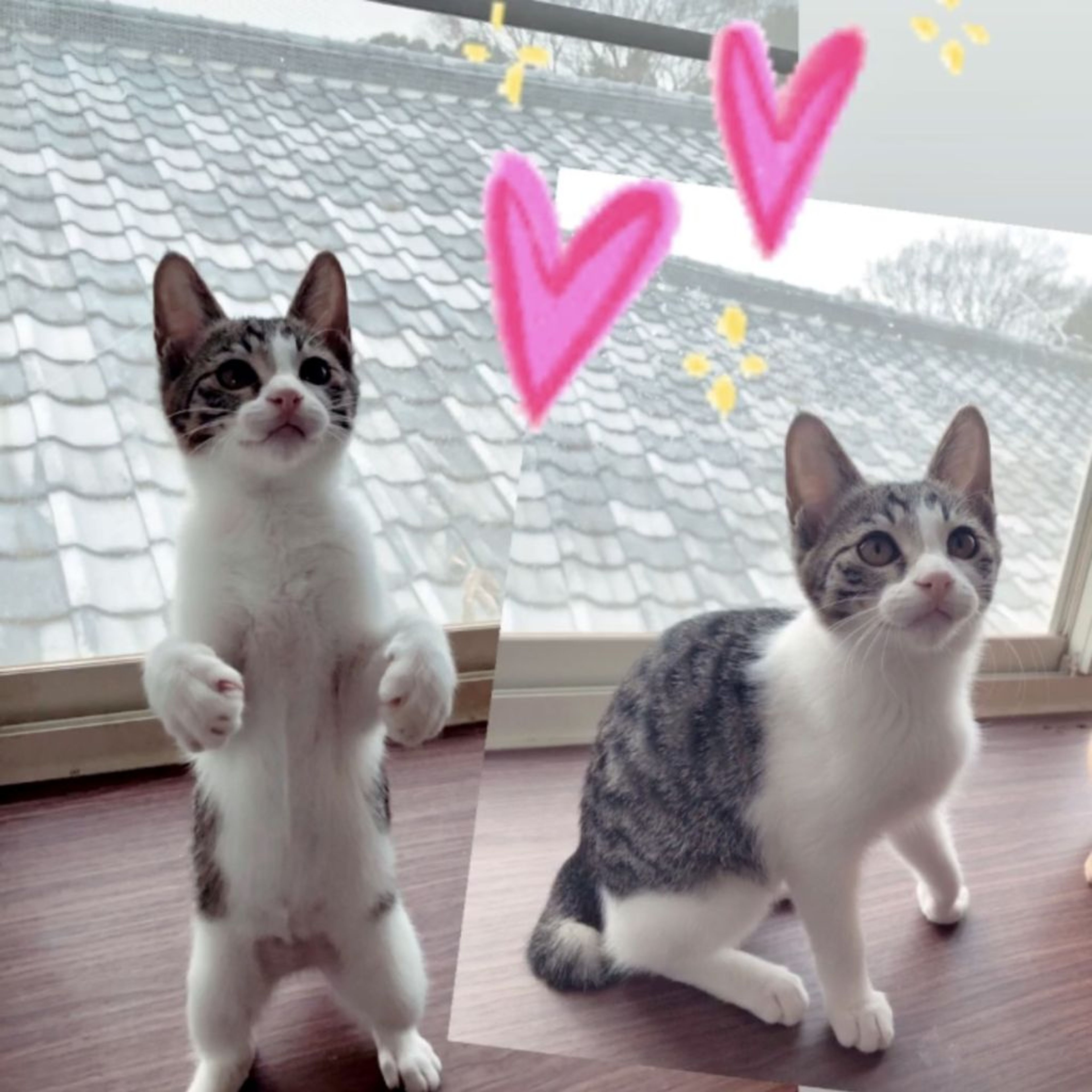 pet-image-6