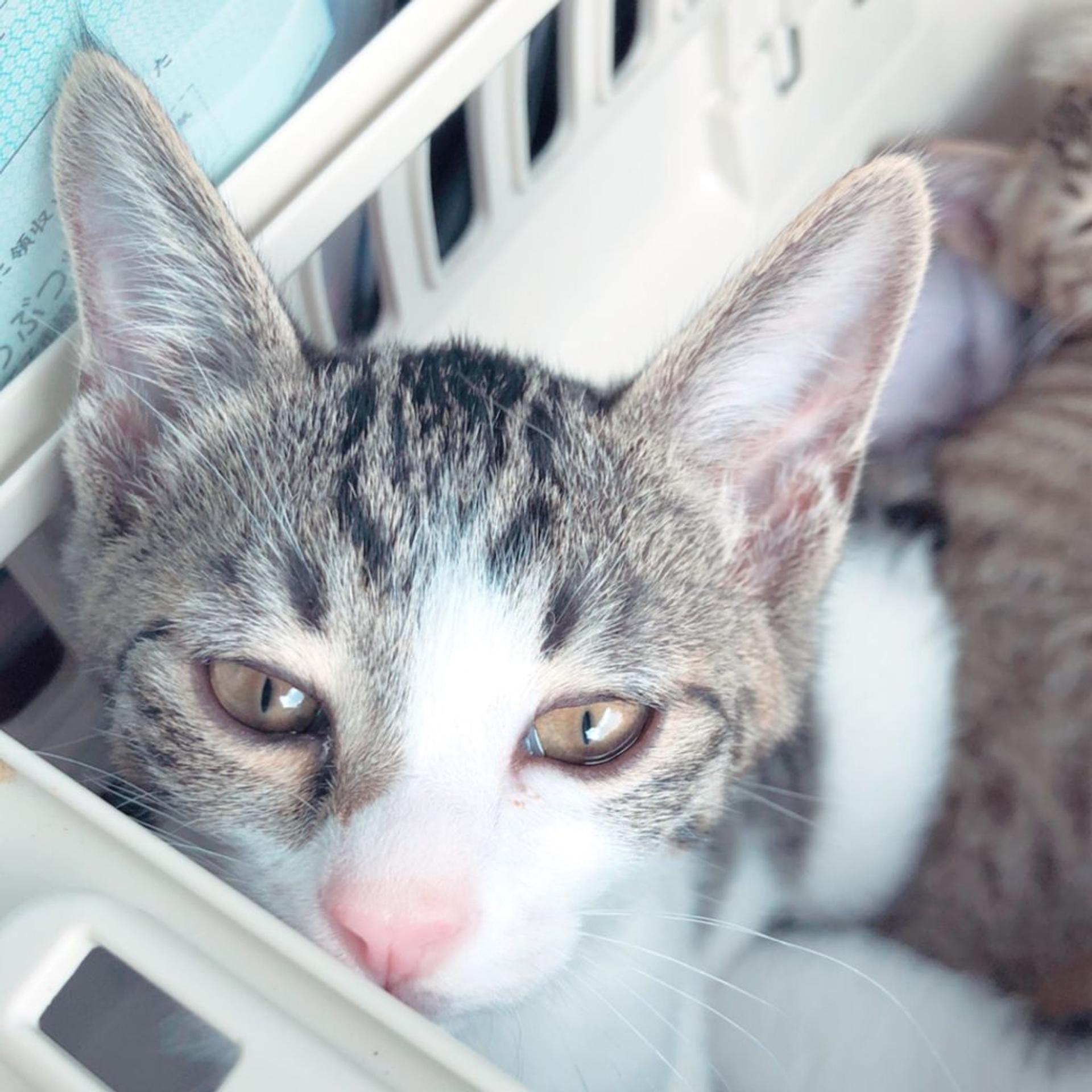 pet-image-8