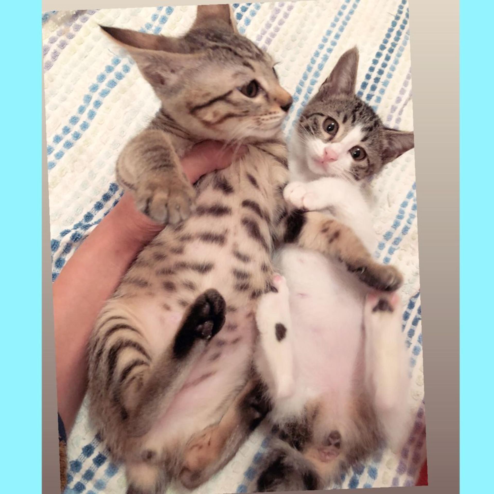 pet-image-9