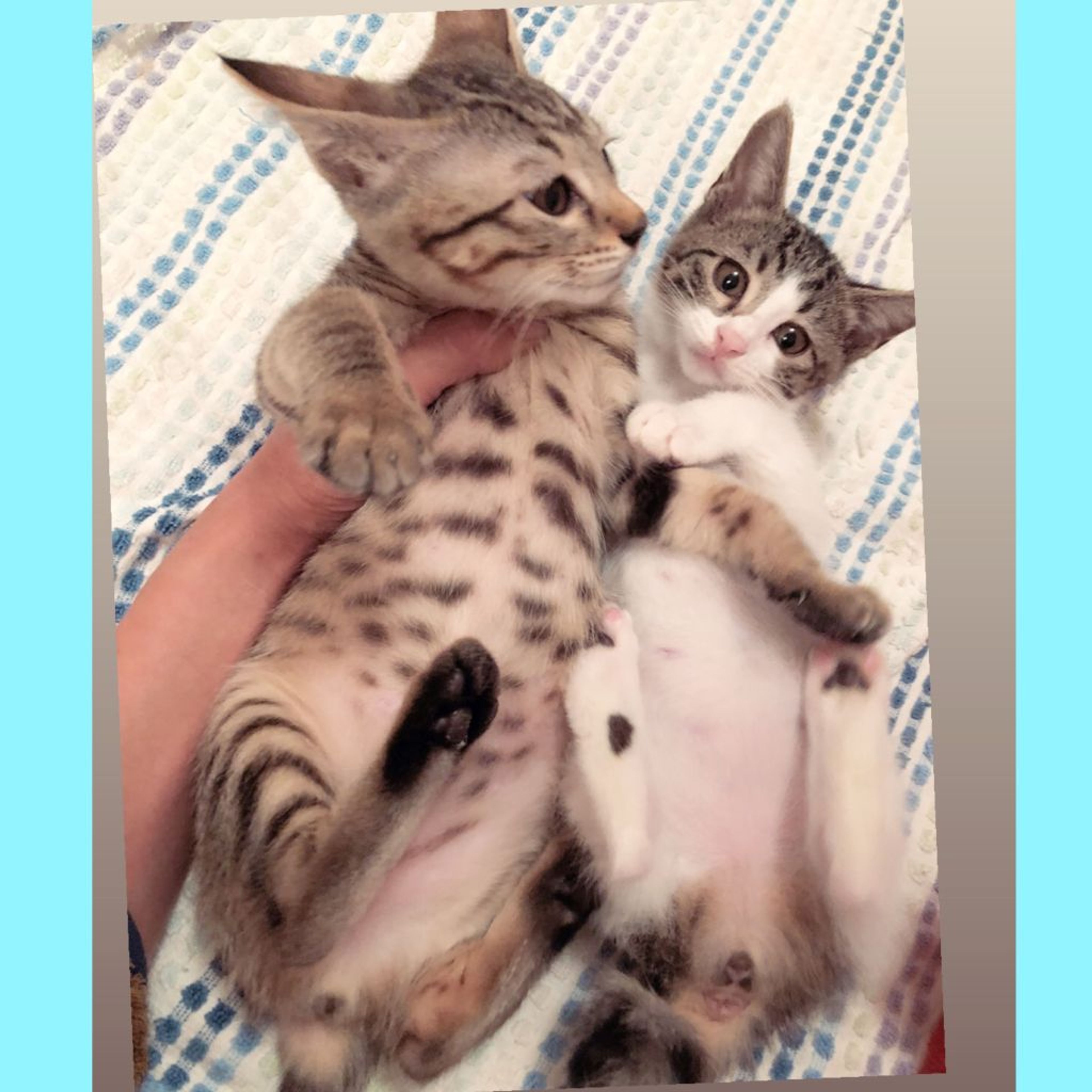 pet-image-9