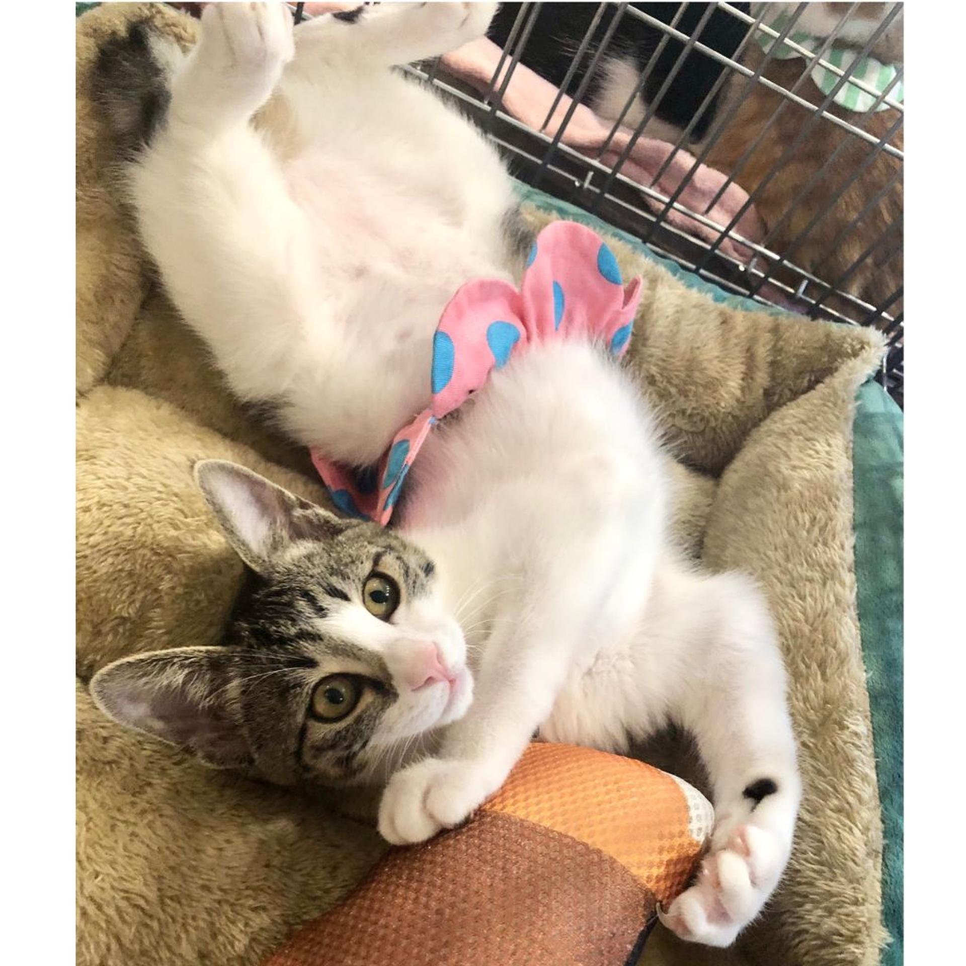 pet-image-4