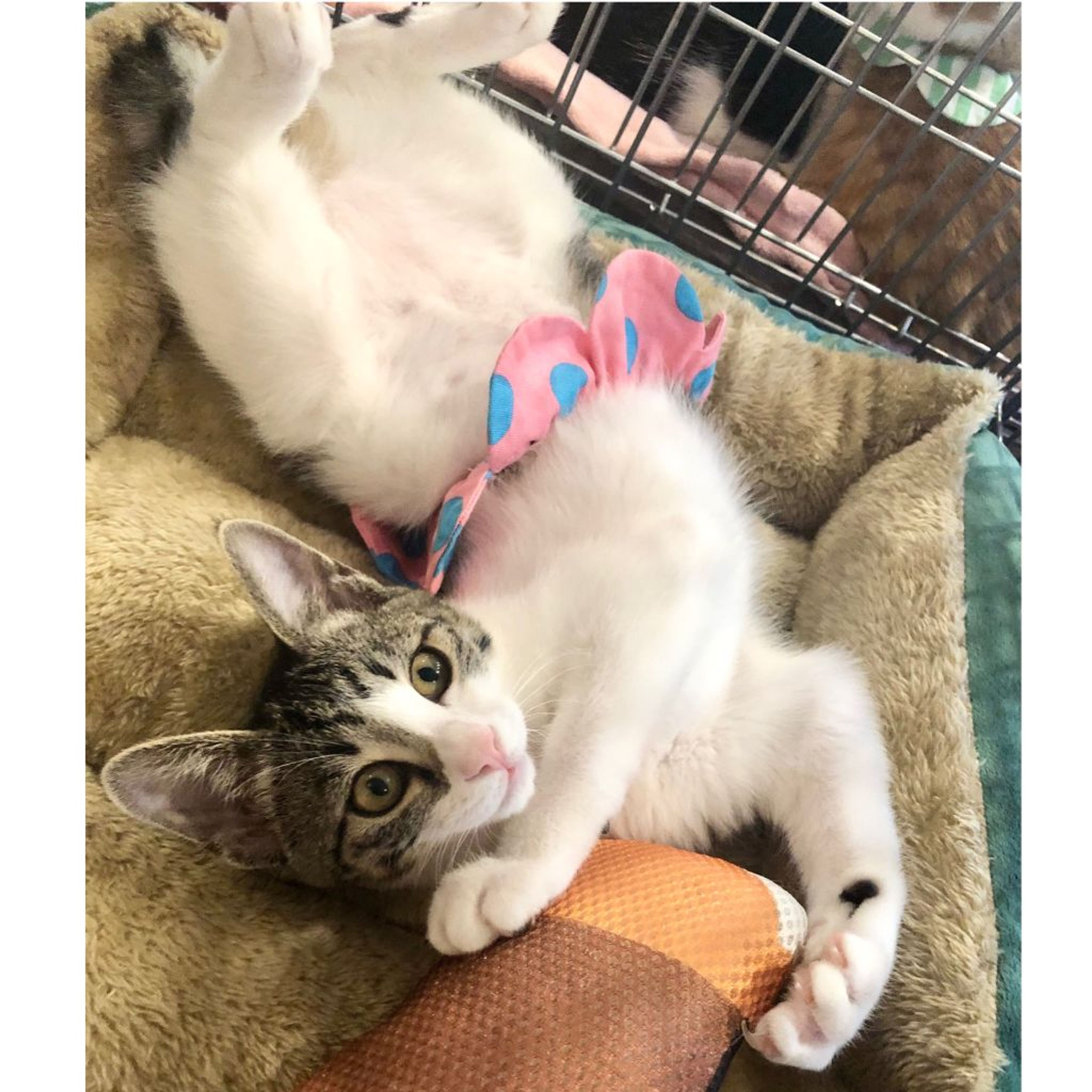 pet-image-4